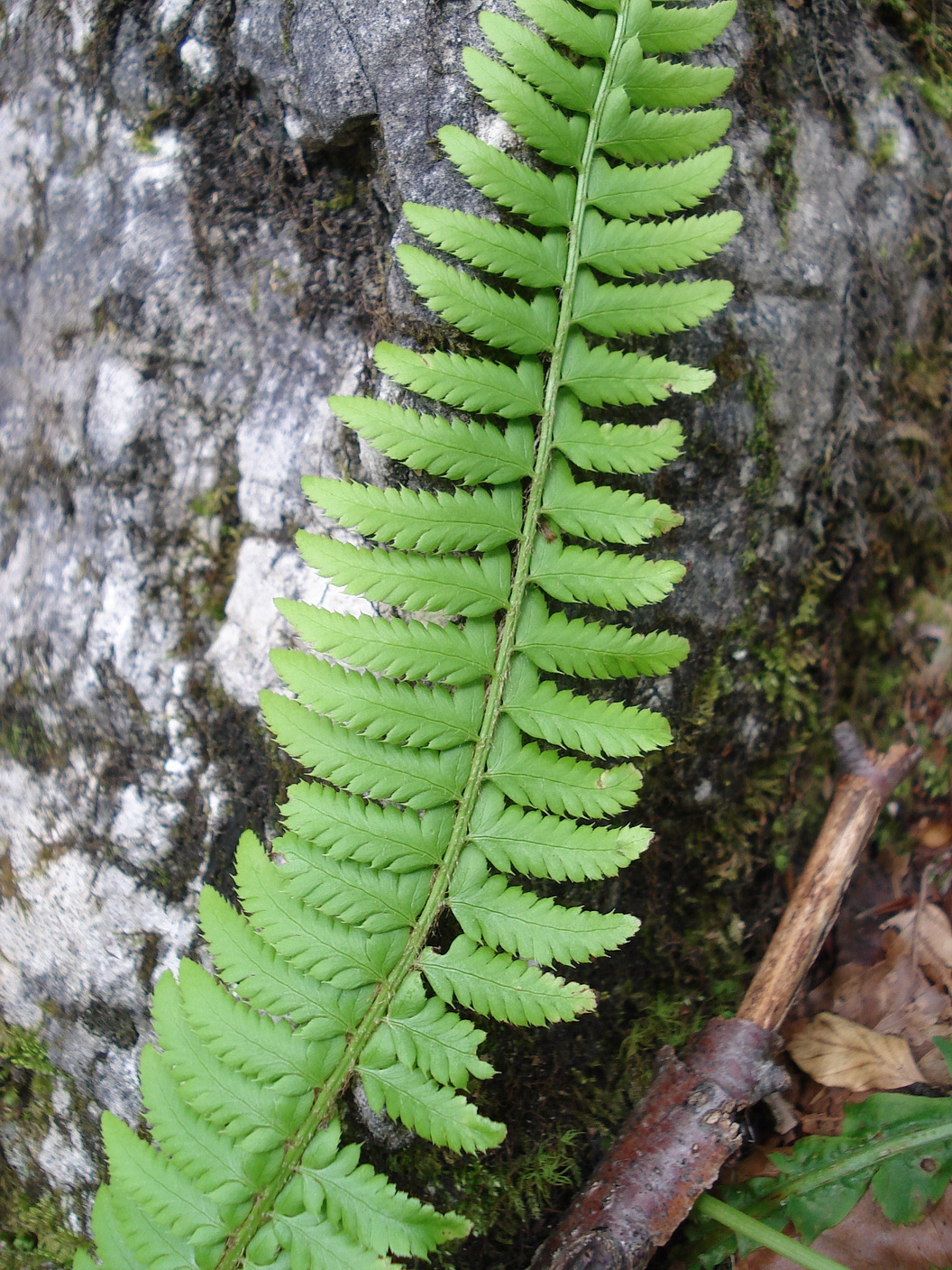 Polystichum.JPG