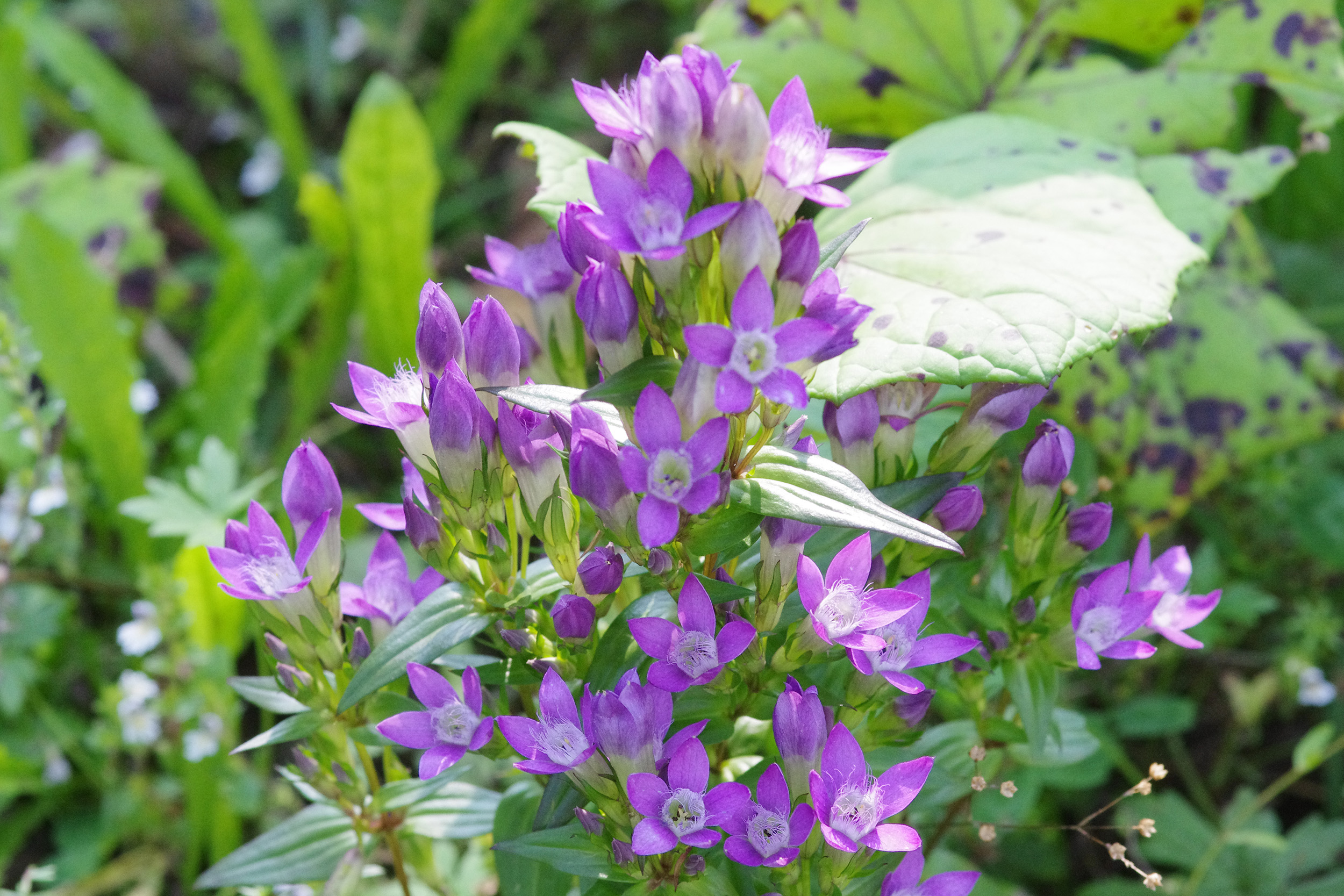 gentianella_burgstallerhoehe3.jpg