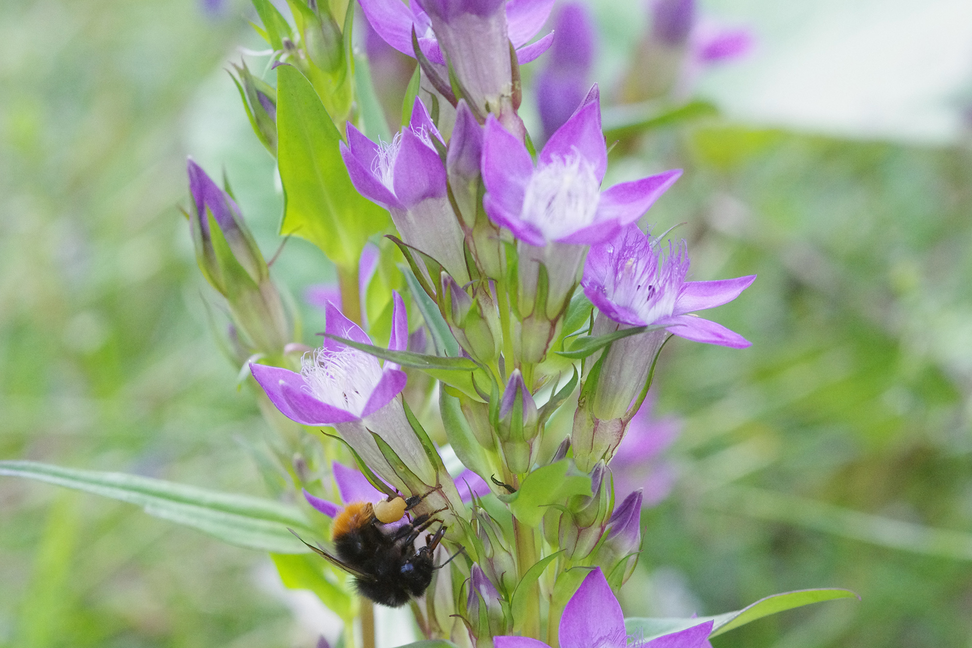 gentianella_burgstallerhoehe1.jpg