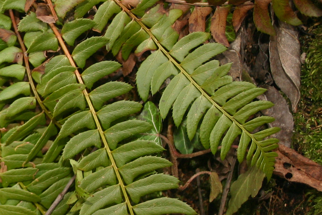 Polystichum_lonchitis_1_Wengermoor_2008_03_07.jpg