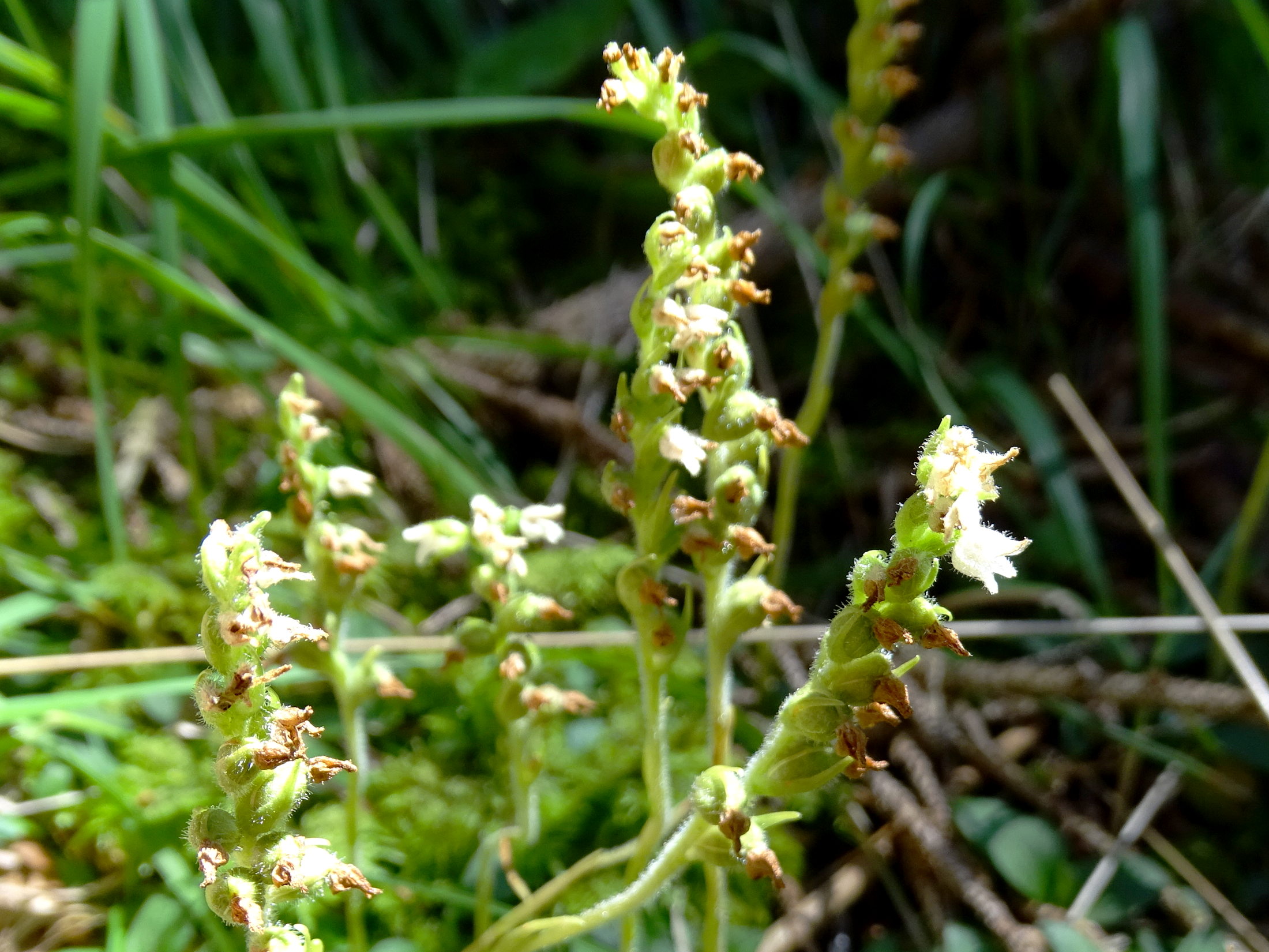 Goodyera repens_plesch3.JPG