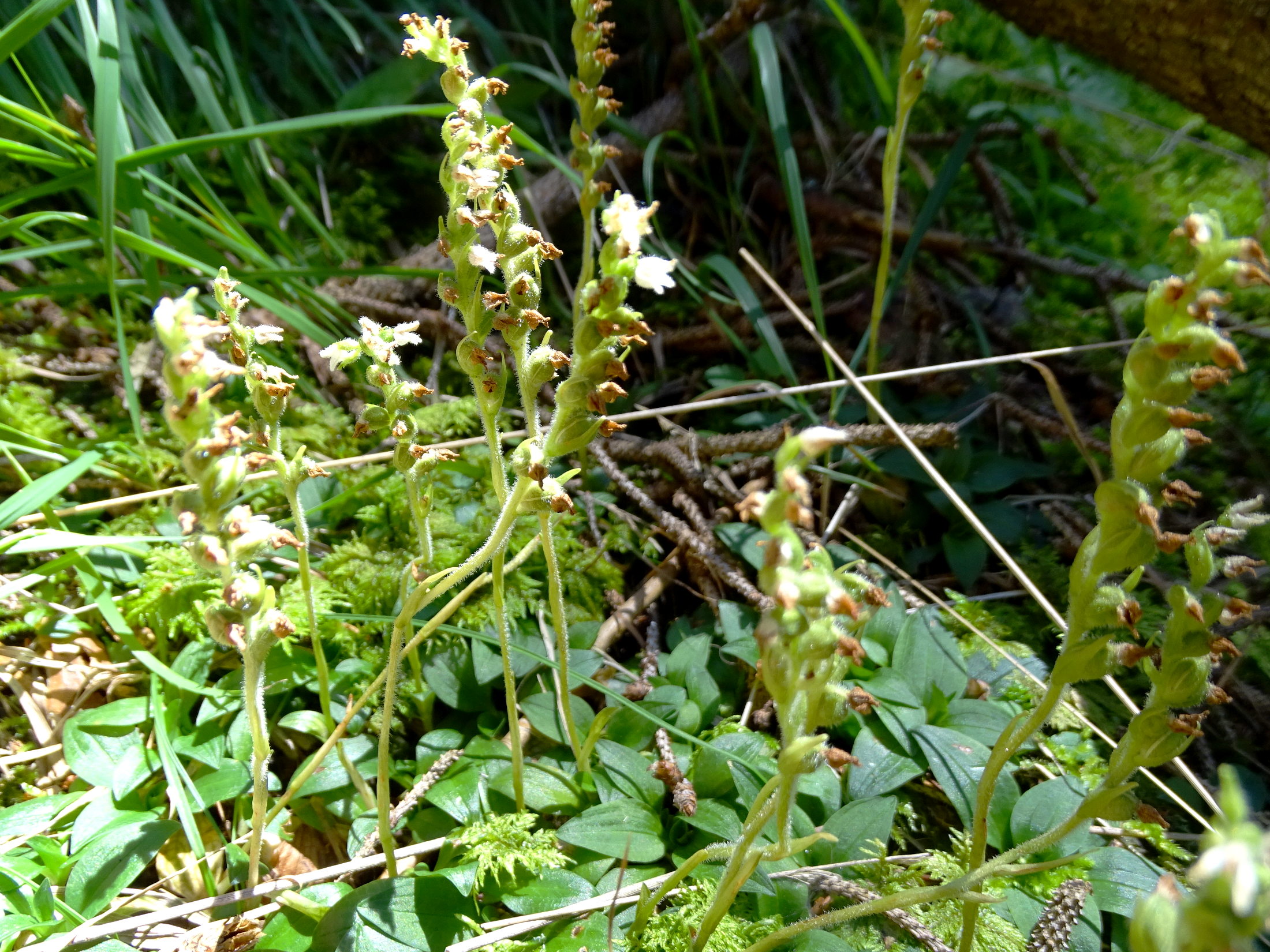 Goodyera repens_plesch2.JPG