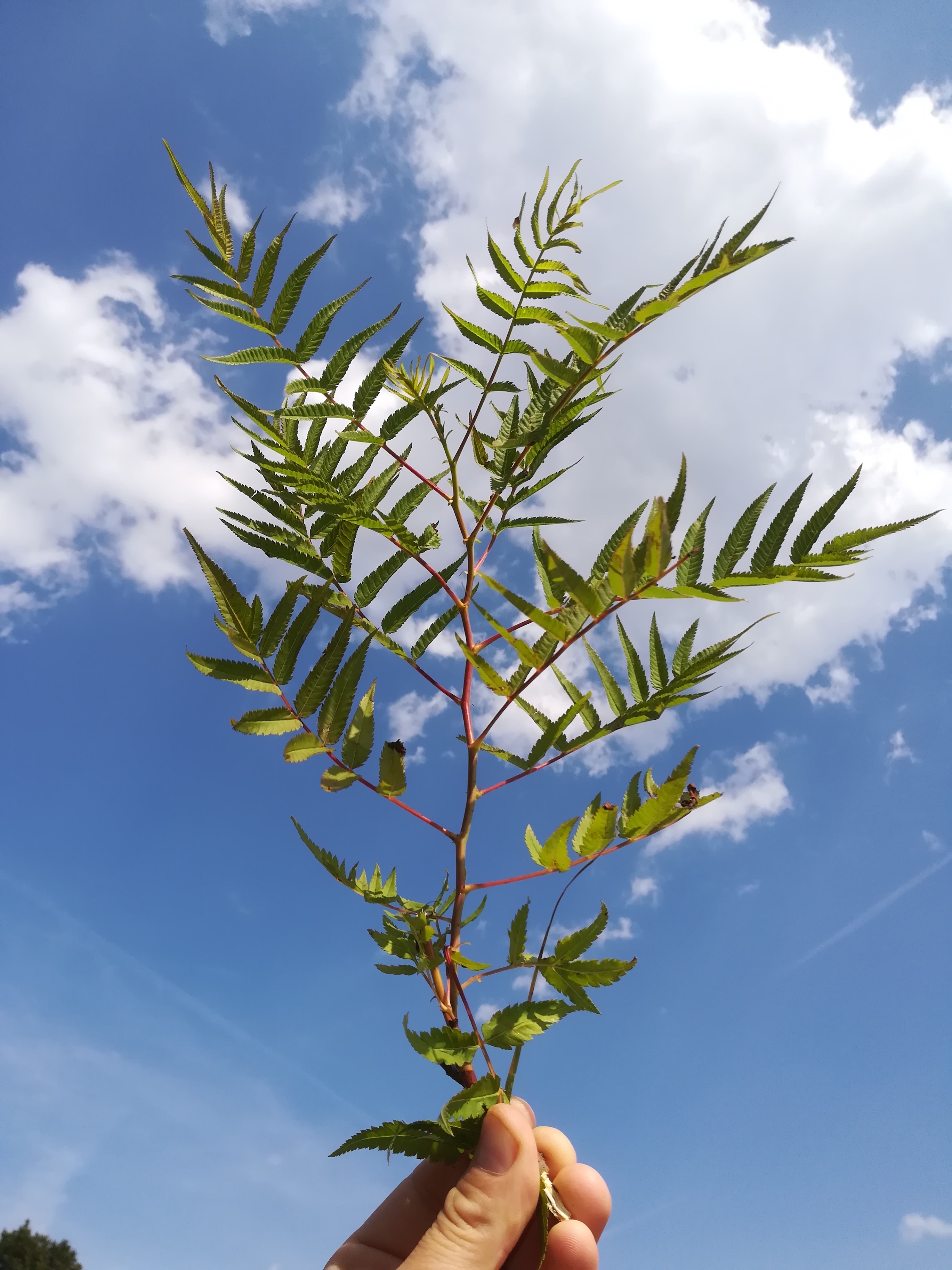 sorbaria sorbifolia donauinsel donauseitig höhe wasserspielplatz_20180823_152740.jpg