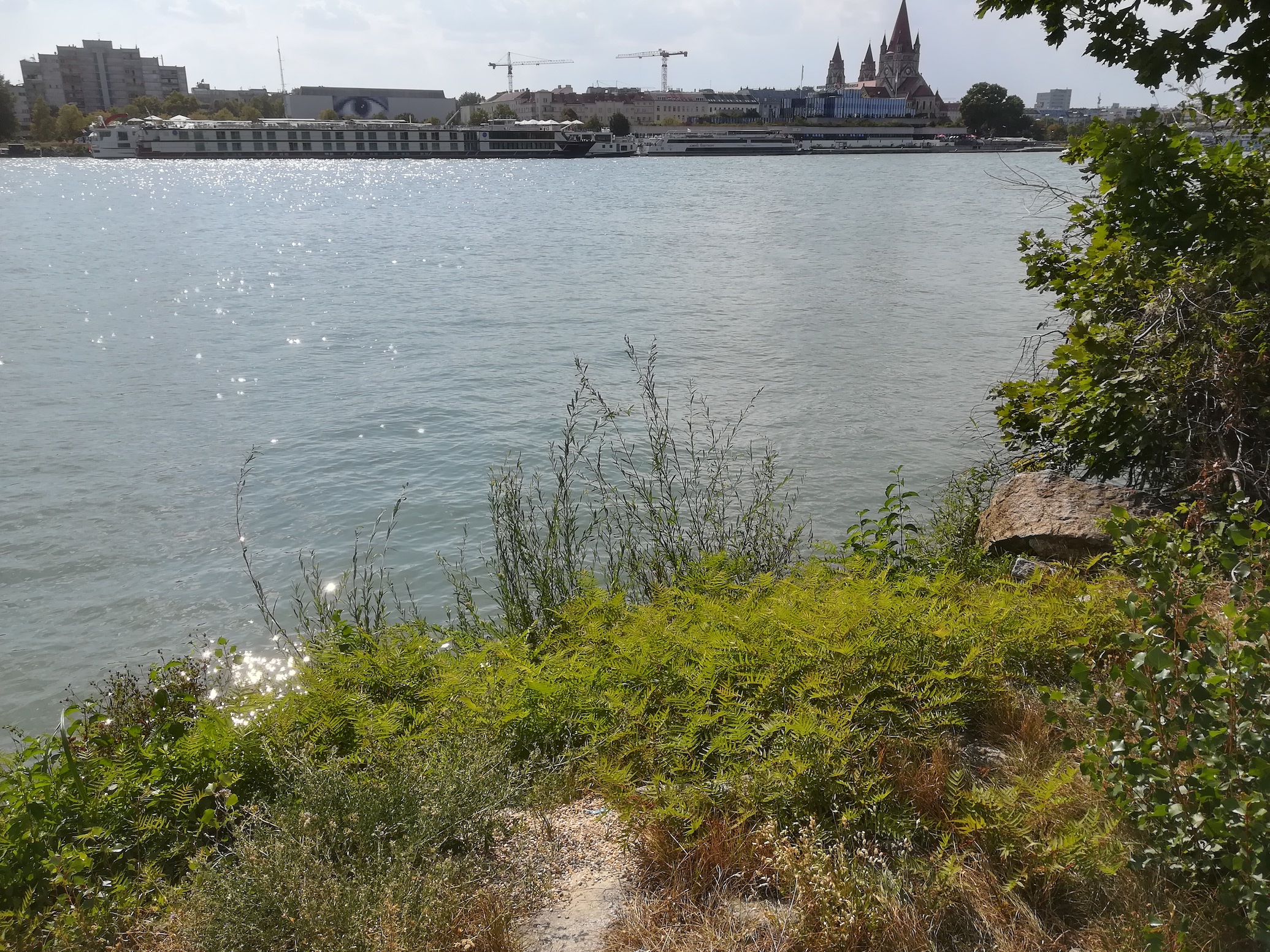 sorbaria sorbifolia donauinsel donauseitig höhe wasserspielplatz_20180823_152650.jpg