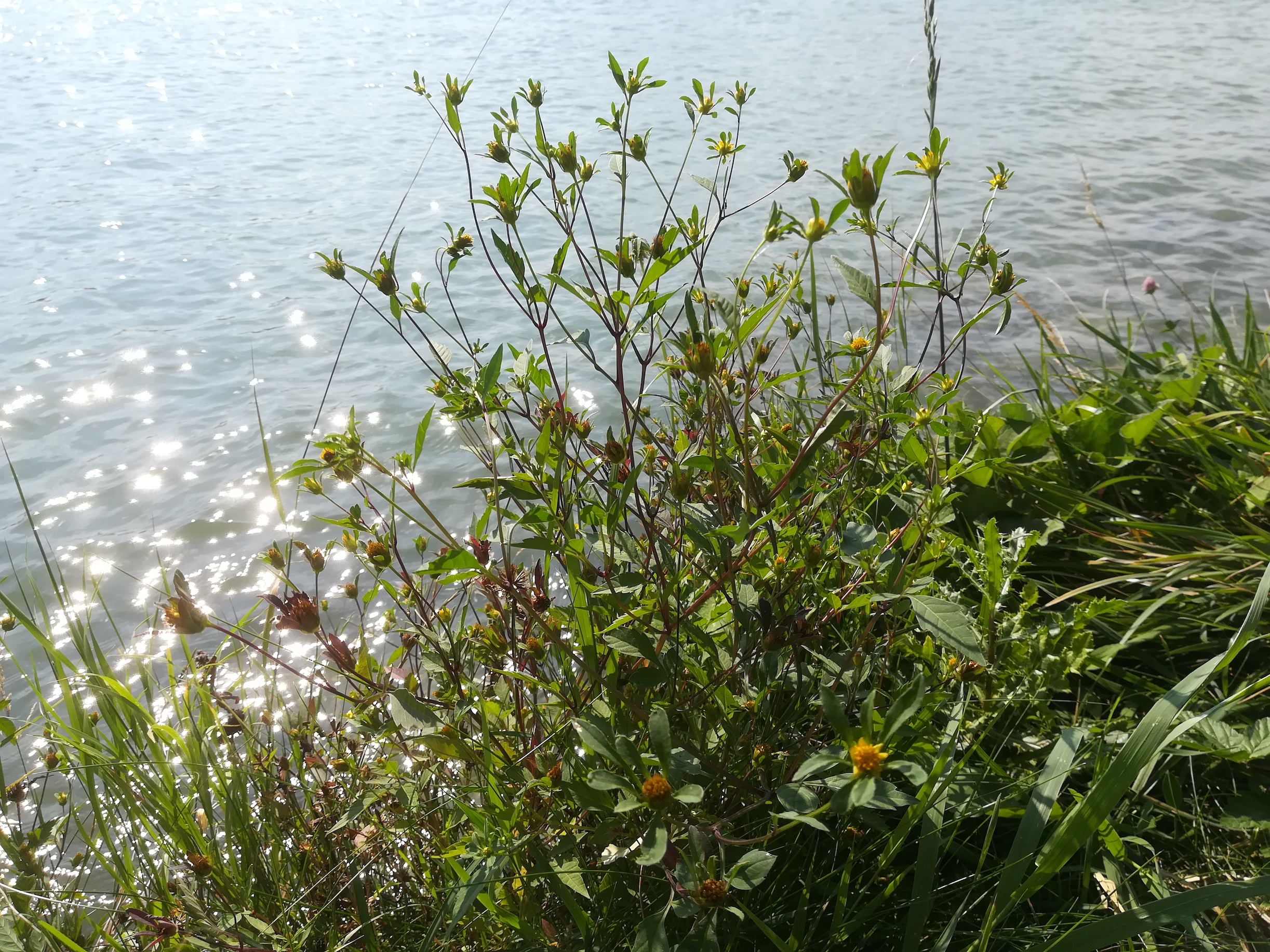 bidens frondosus donauinsel donauseitig höhe wasserspielplatz_20180823_154316.jpg