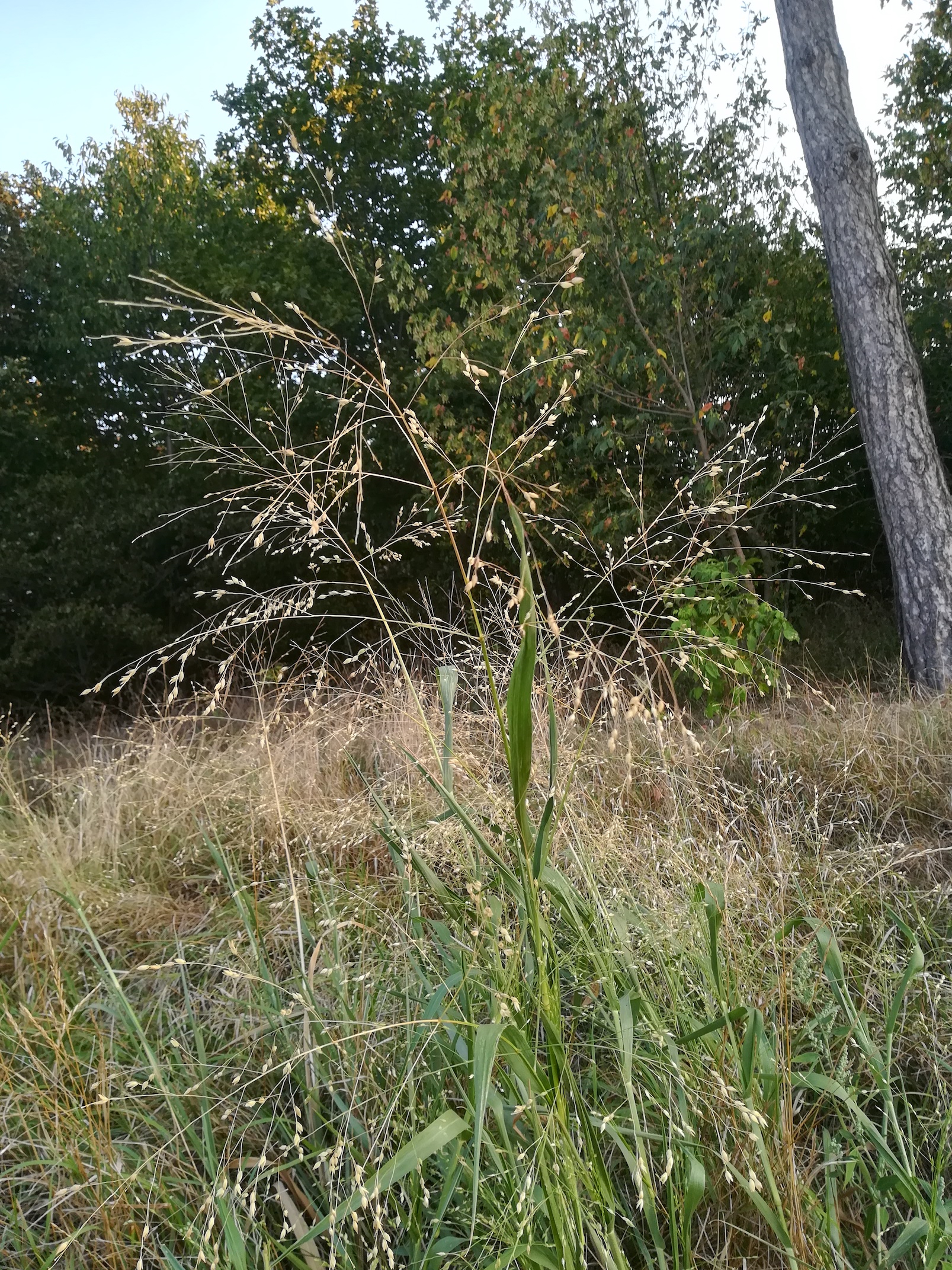 panicum miliaceum cf. subsp. ruderale zw. raasdorf und großhofen_20180824_065233.jpg