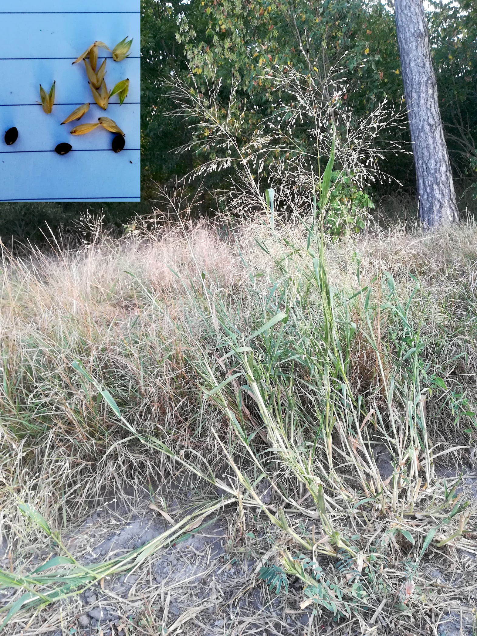 panicum miliaceum cf. subsp. ruderale zw. raasdorf und großhofen_20180824_065226.jpg