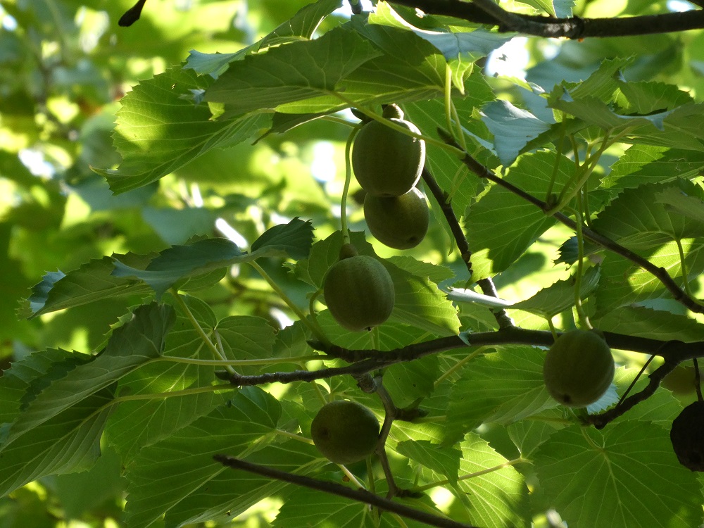 P1020367a[2731].jpg