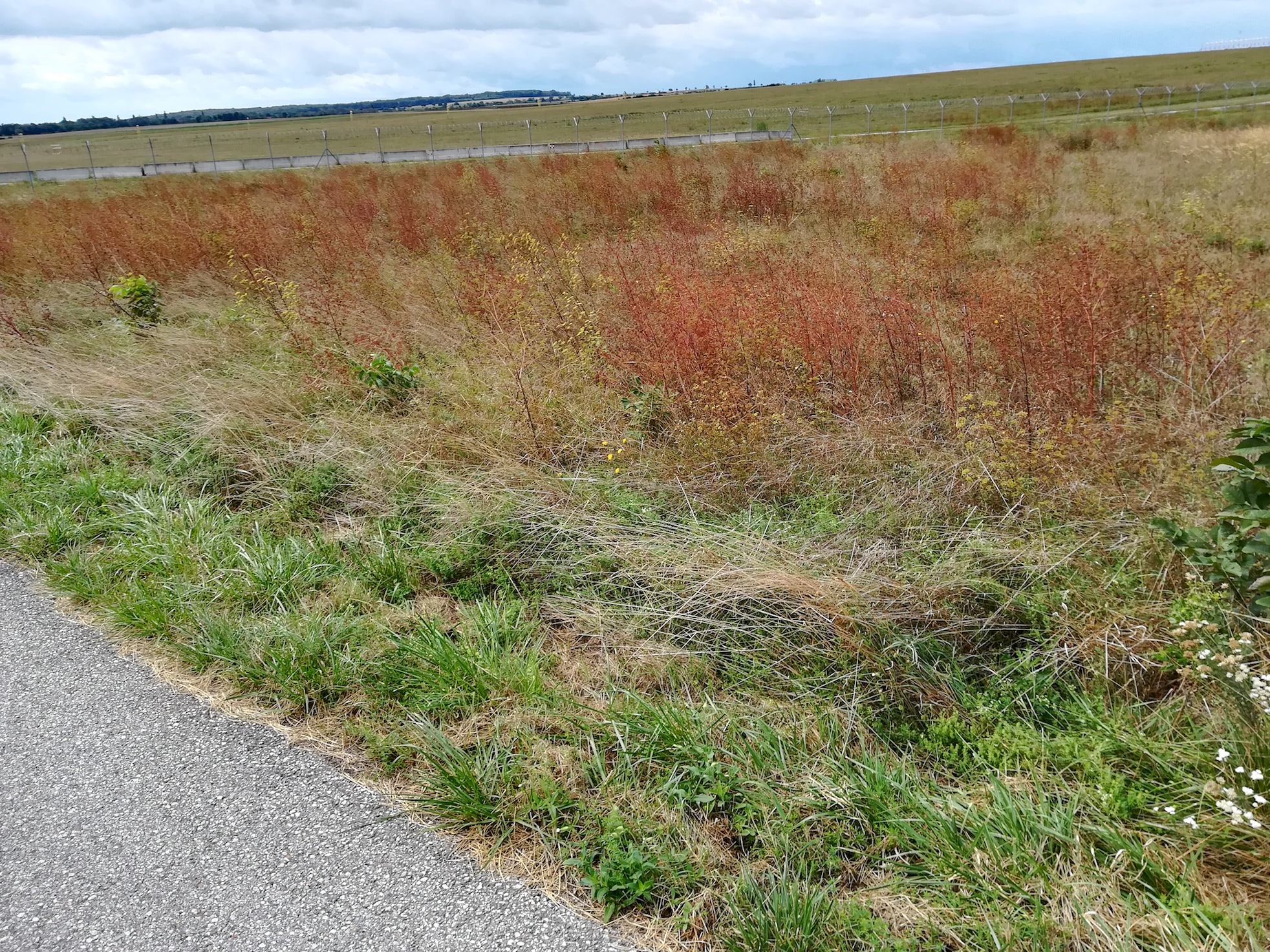 peucedanum alsaticum massenbestand enzersdorf an der fischa_20180826_134022.jpg