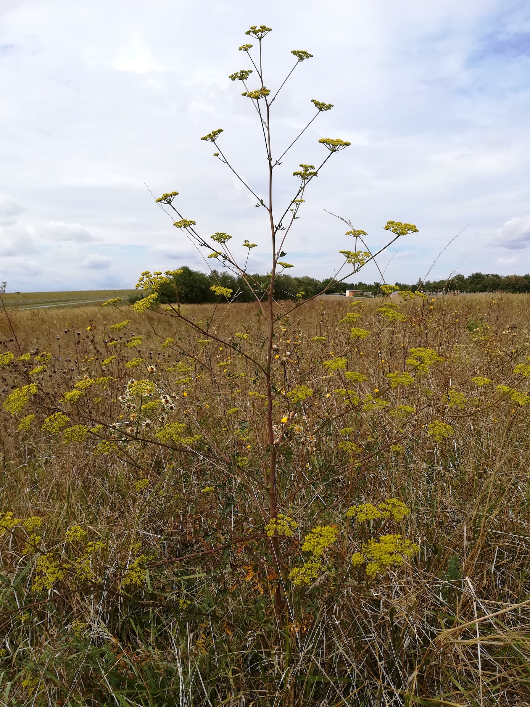 peucedanum alsaticum enzersdorf an der fischa_20180826_133823.jpg