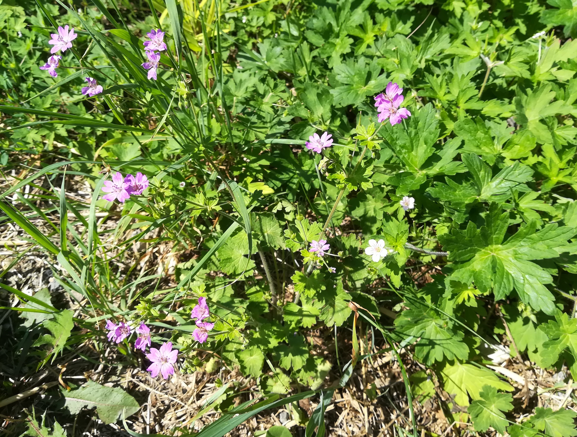 geranium pyrenaicum et g. sibiricum syntop bhf götzendorf an der leitha_20180827_115416.jpg