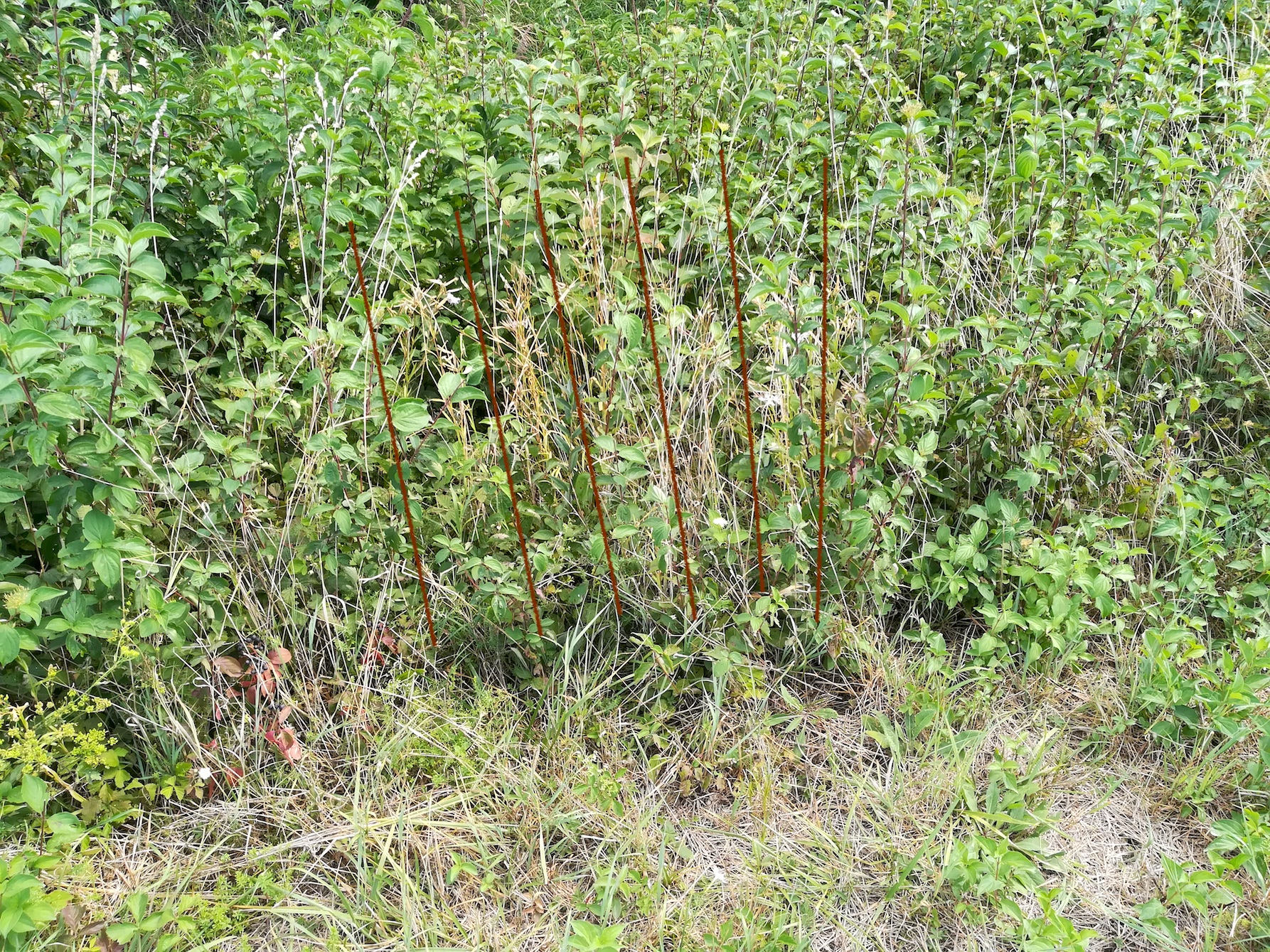 x götzendorf an der leitha 7965-3_20180827_140334.jpg