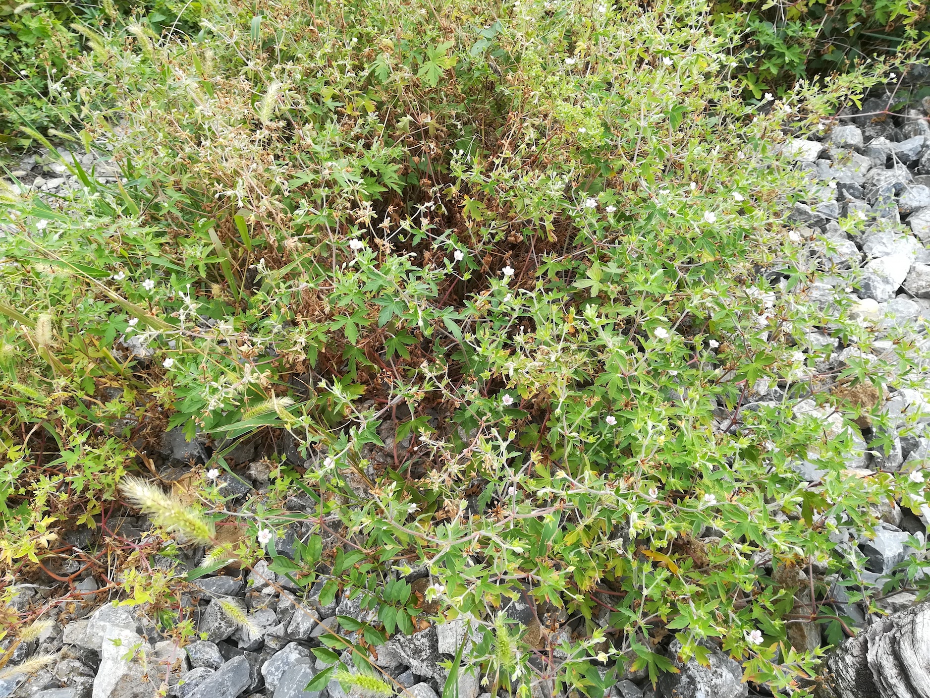 geranium sibiricum schwadorf_20180830_103214.jpg