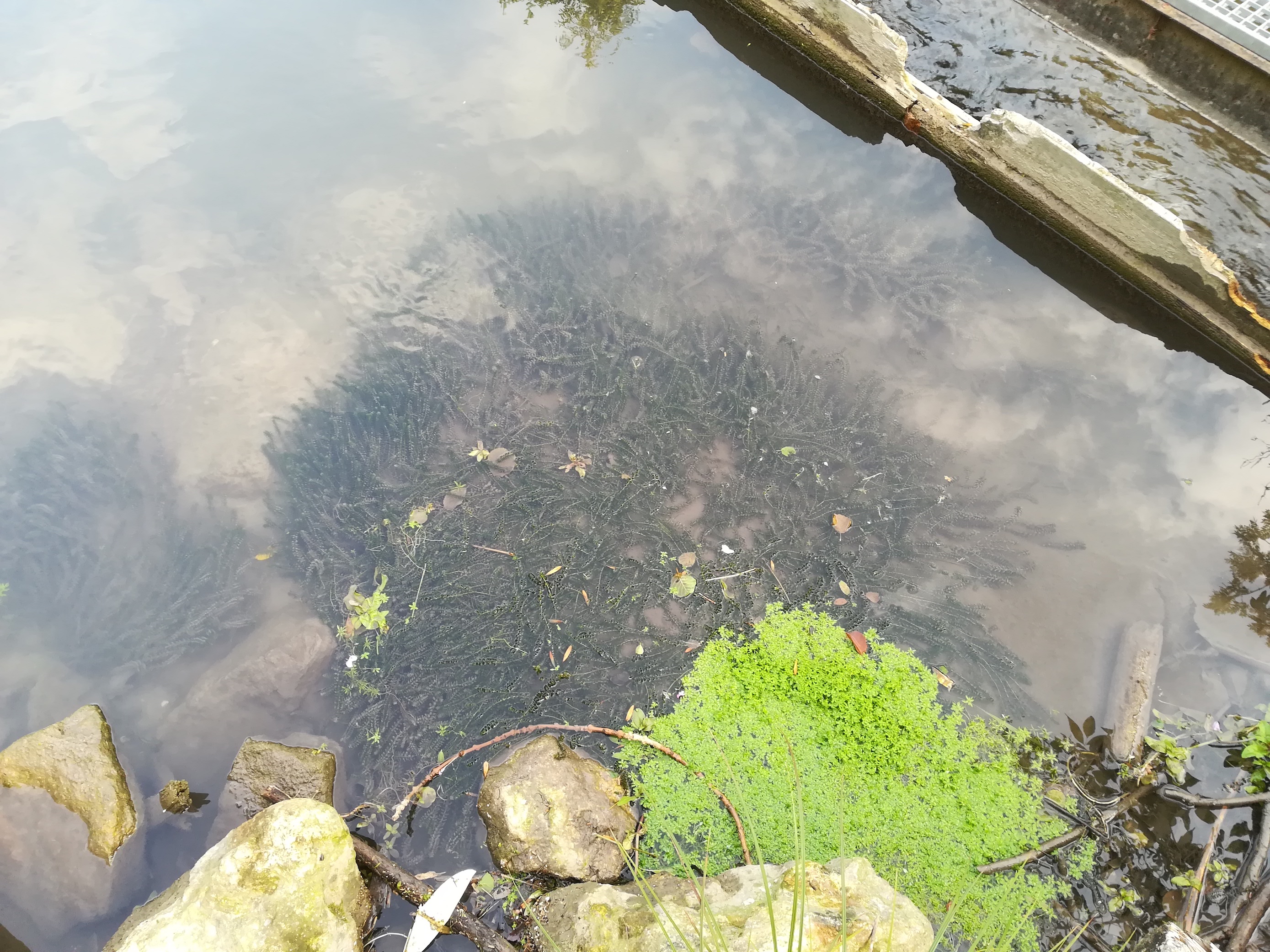 elodea canadensis und callitriche palustris agg. schwadorf_20180830_081450.jpg