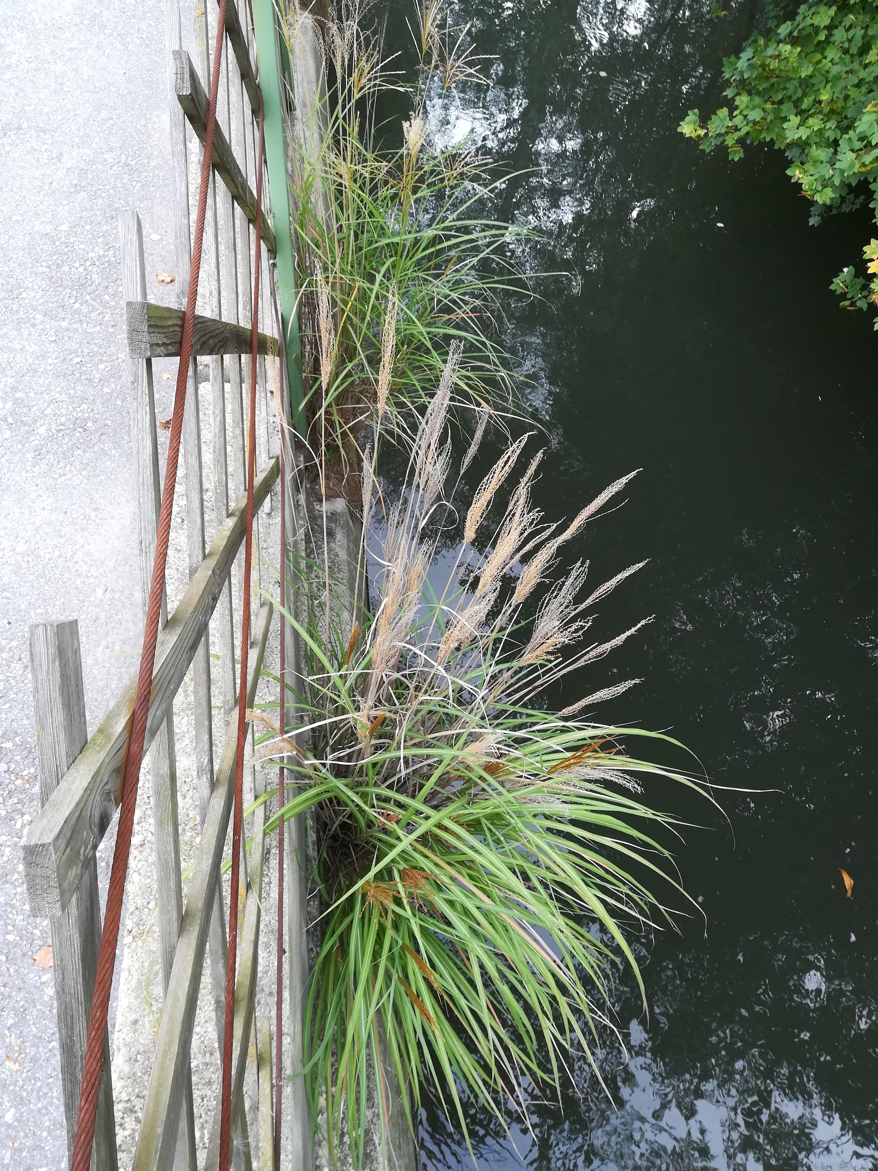 miscanthus sinensis werkkanal schwadorf_20180830_100120.jpg