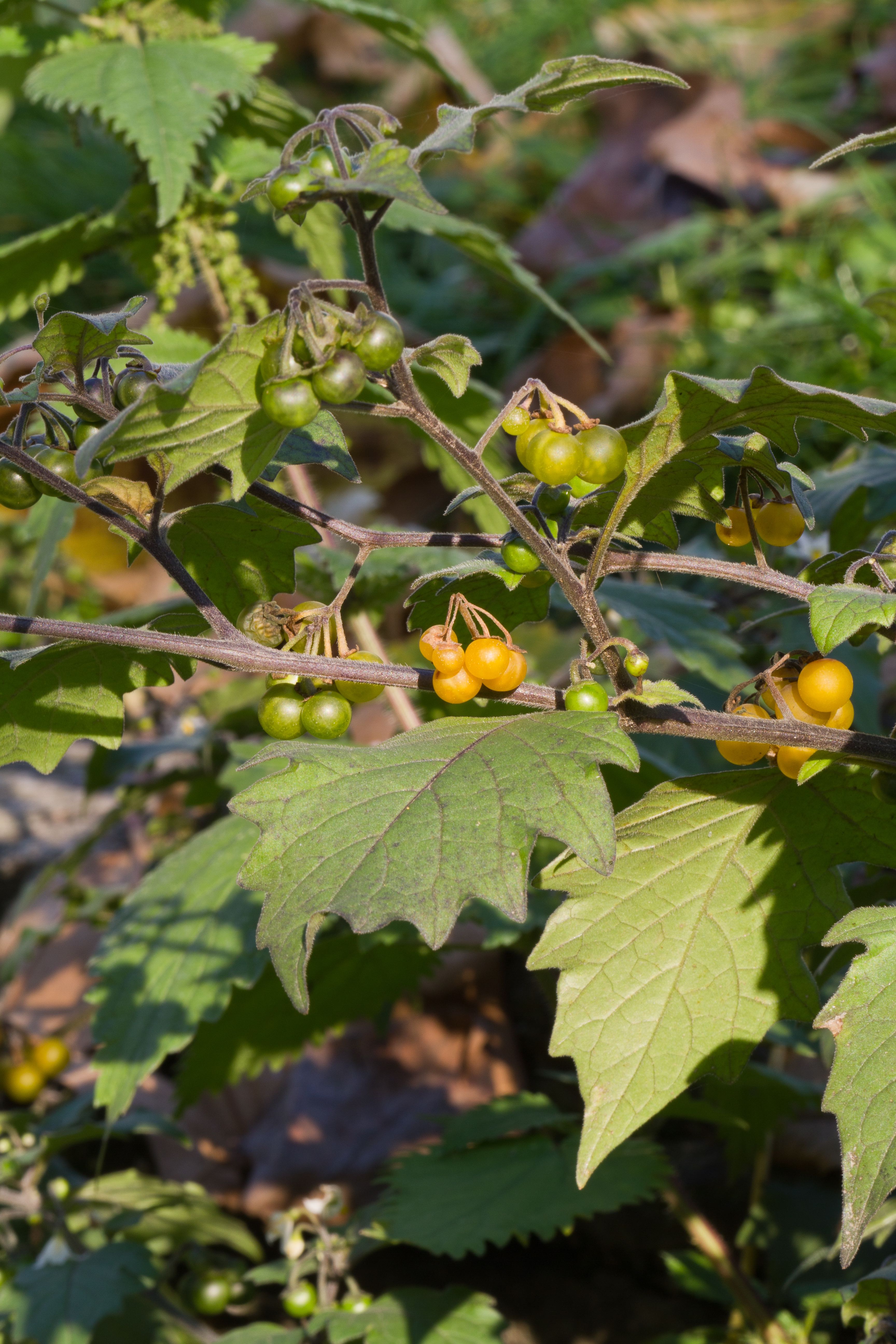 Solanaceae_Solanum villosum villosum 1 Kopie.jpg