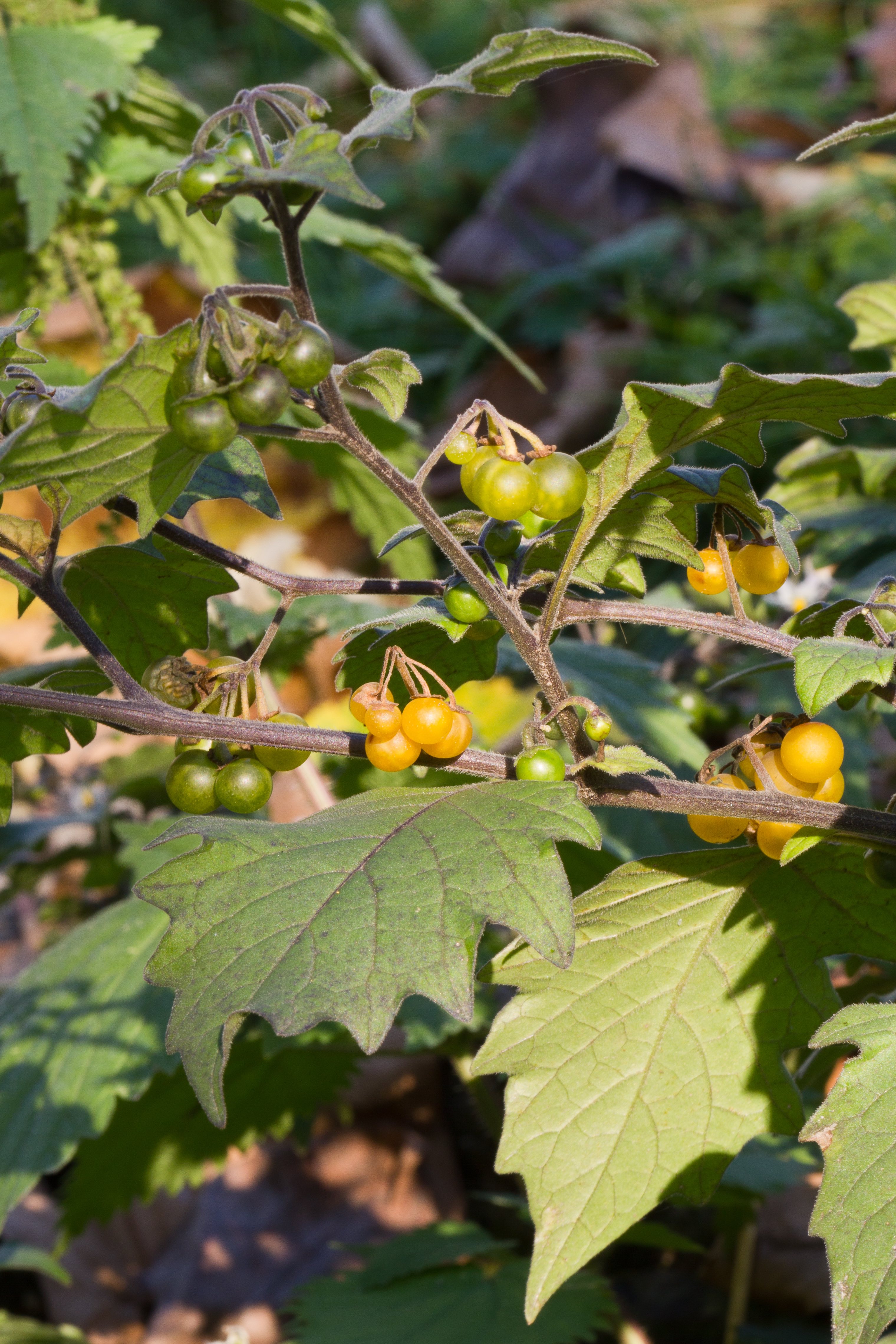 Solanaceae_Solanum villosum villosum 2 Kopie.jpg