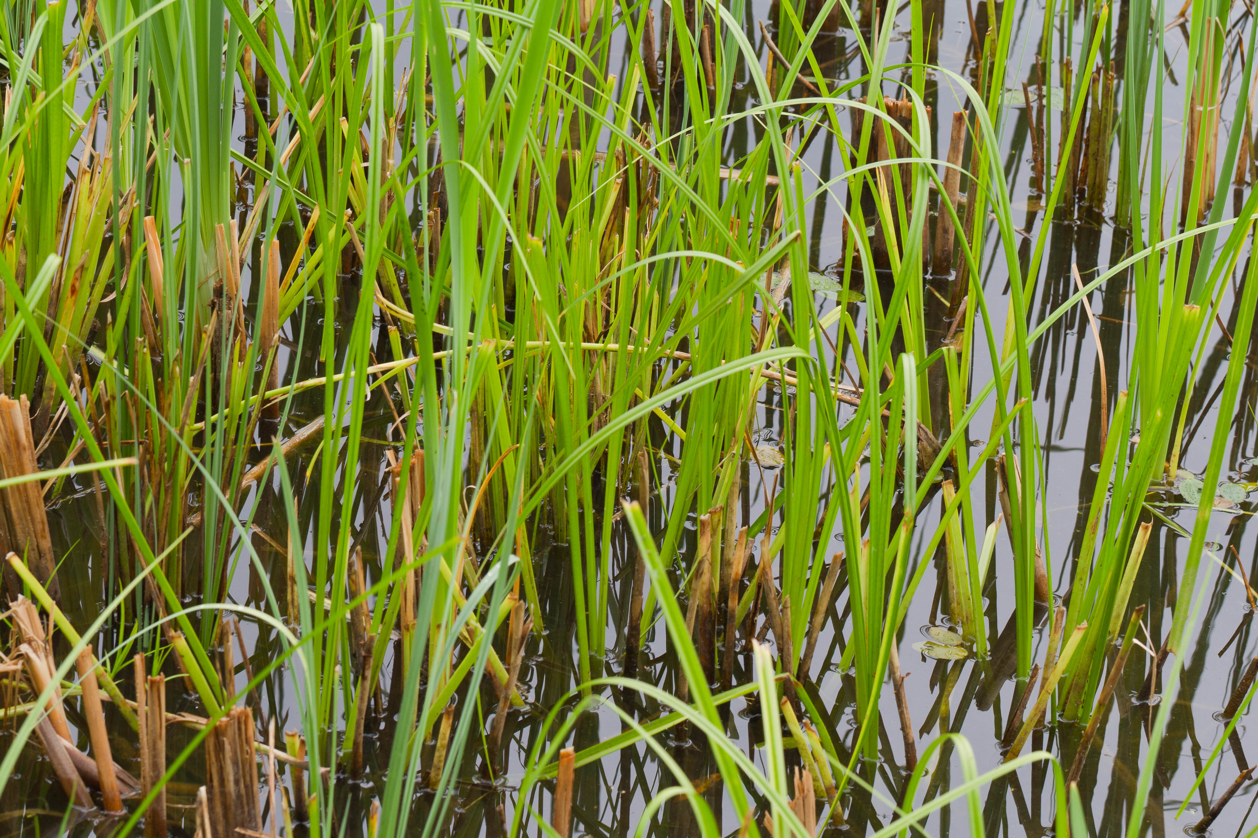 Cyperaceae_Scirpus radicans cf 1-2.jpg