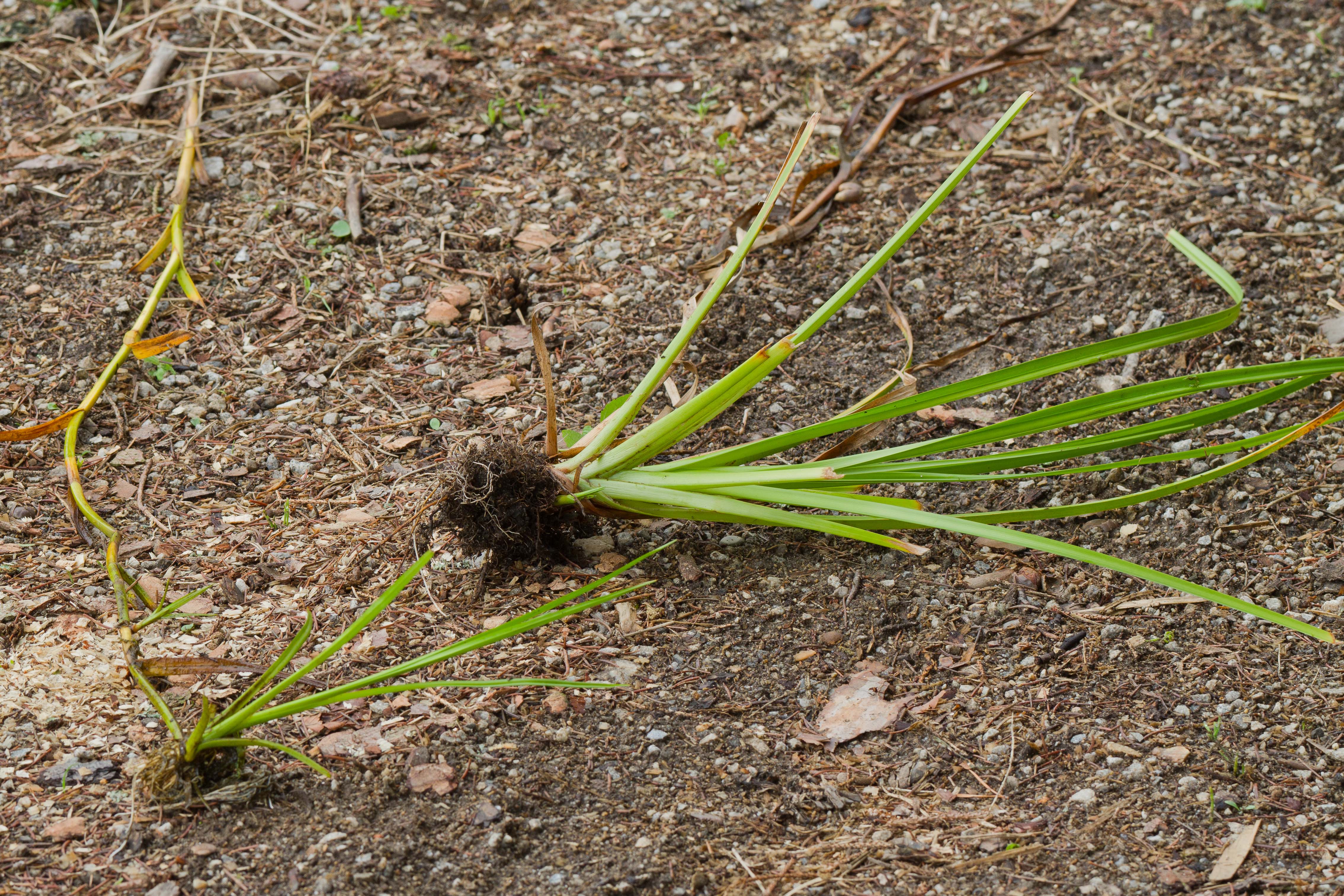 Cyperaceae_Scirpus radicans cf 2-2.jpg