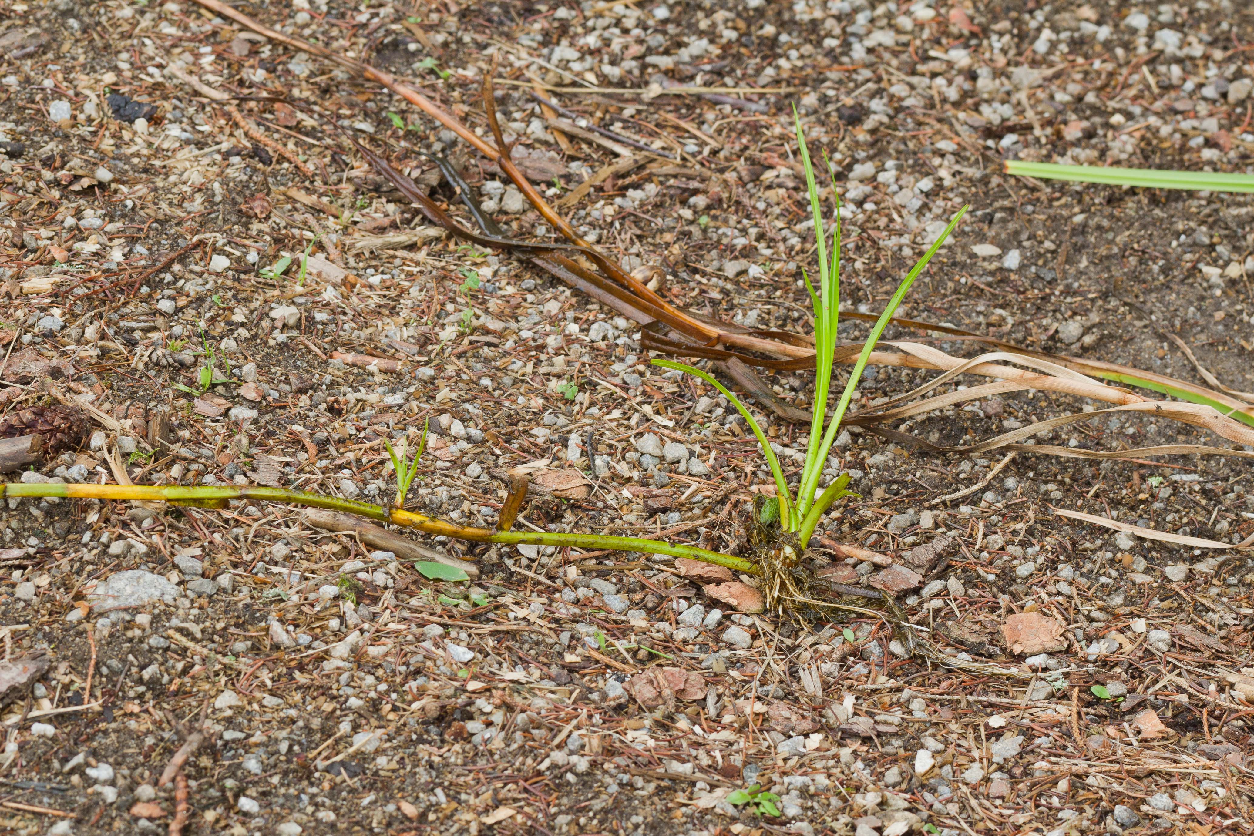 Cyperaceae_Scirpus radicans cf 4-2.jpg