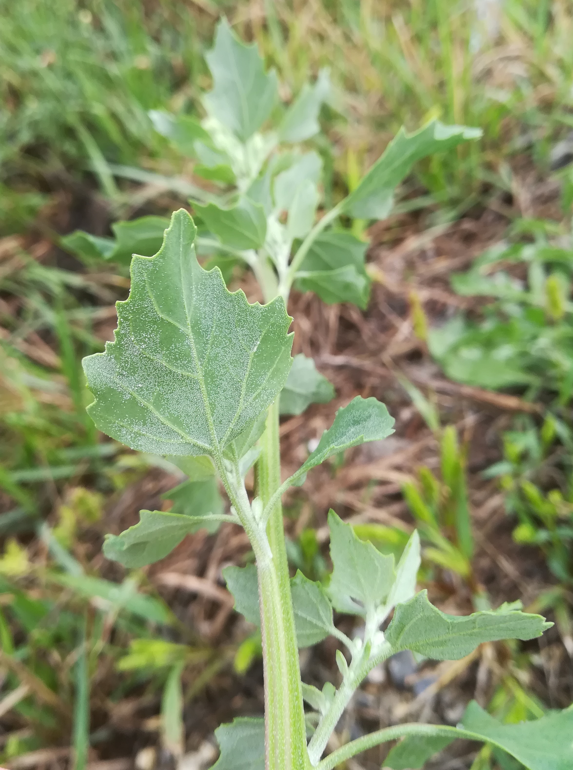 chenopodium cf. opulifolium nahe bhf gramatneusiedl_20180903_135415.jpg