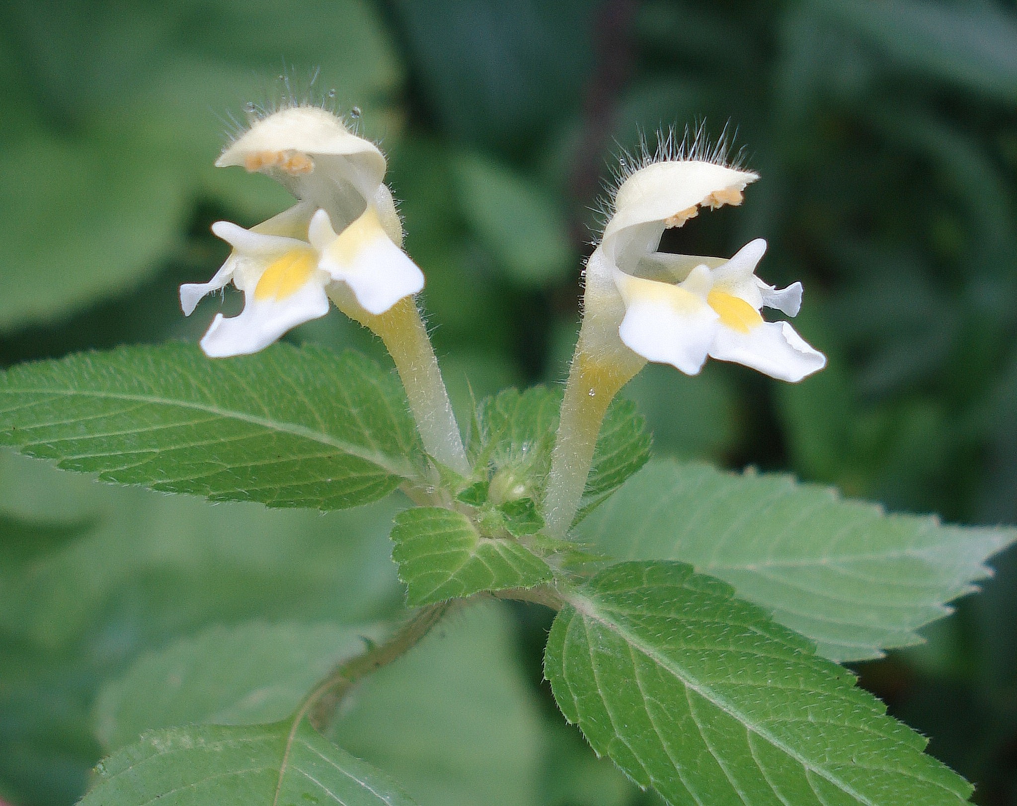 Galeopsis.speciosa.fo.pallida.12.7.18.JPG