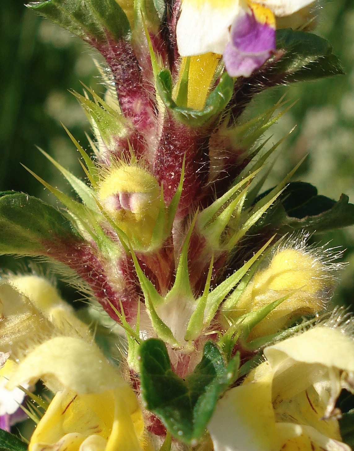 Galeopsis.speciosa.St-Reinischkogel.JPG