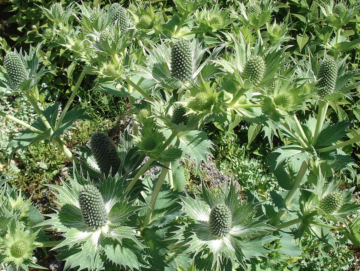 Eryngium.giganteum Hochschwab Seetal.JPG