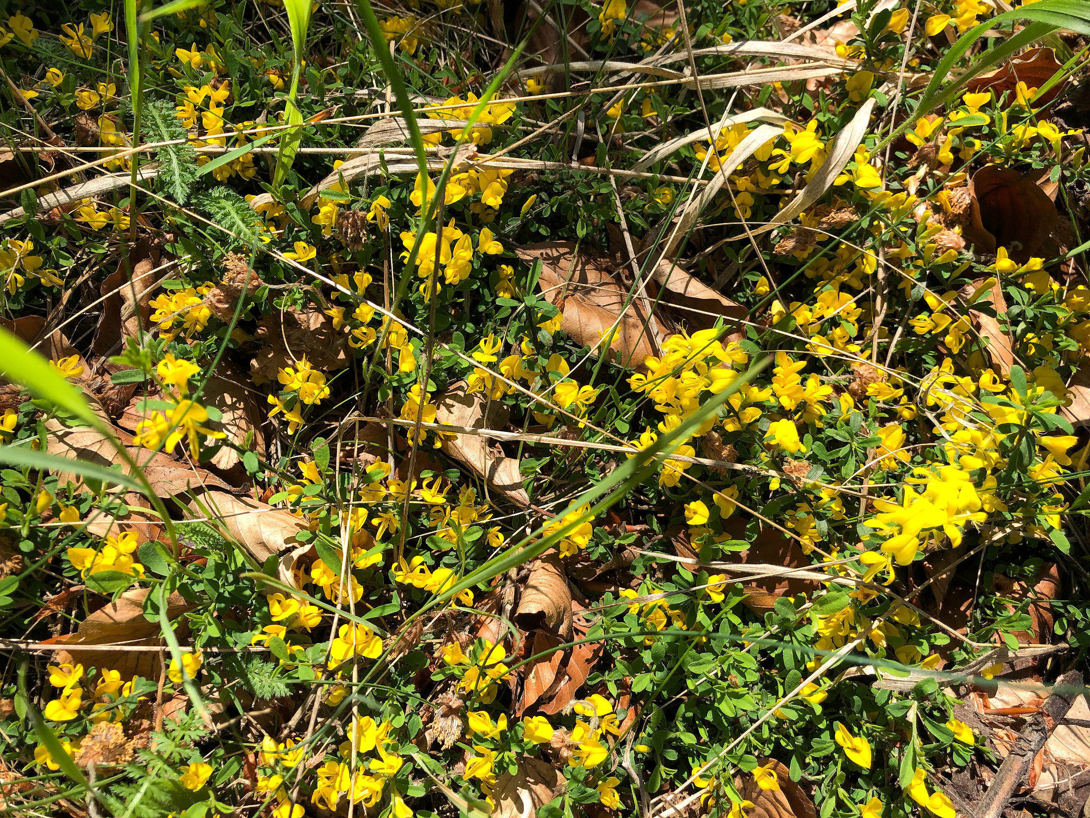 Genista pilosa_niesenbacher kogel3.JPG