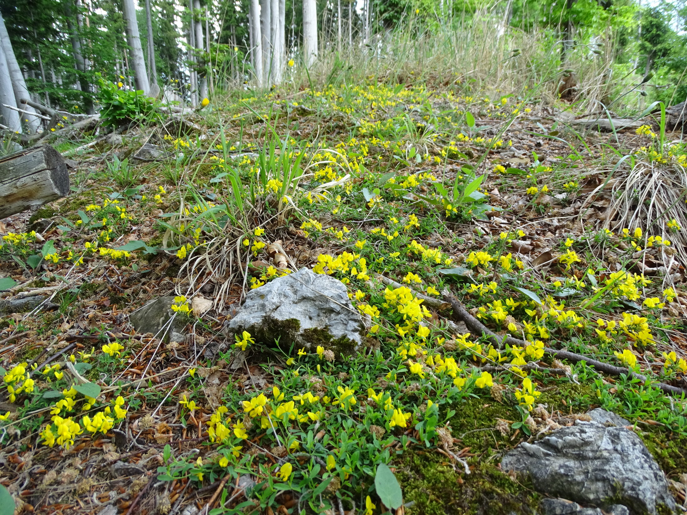 Genista pilosa_niesenbacher kogel1.JPG