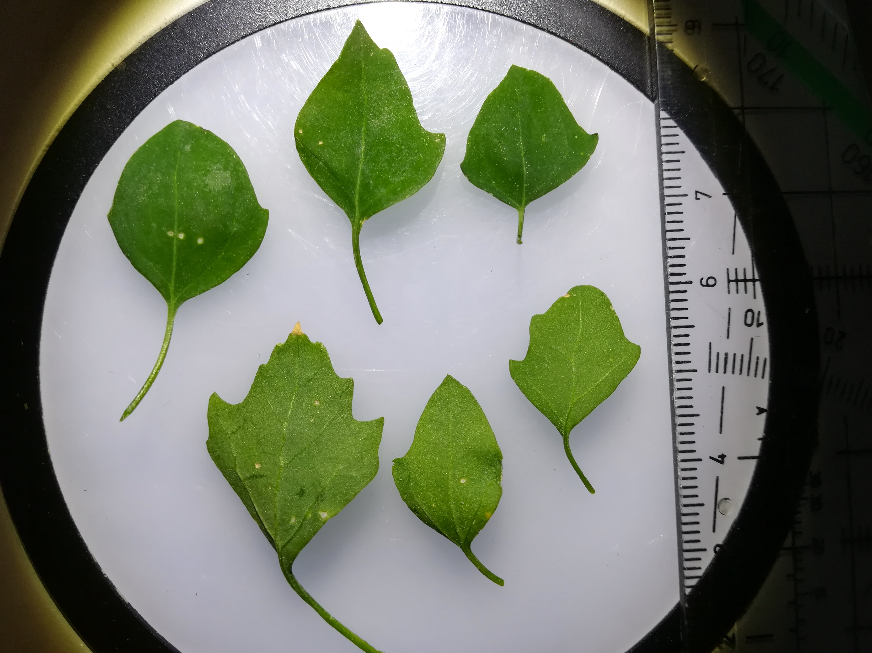 chenopodium opulifolium himberg_20180905_205112.jpg