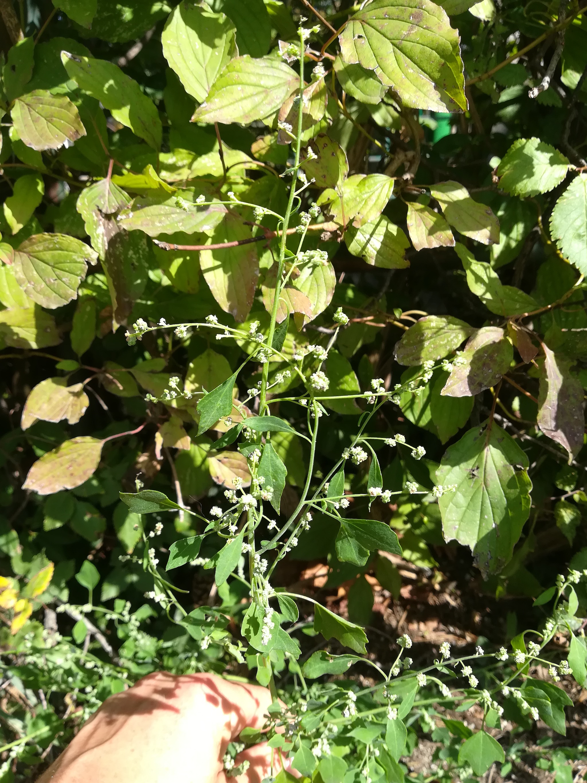 chenopodium opulifolium himberg_20180905_143136.jpg