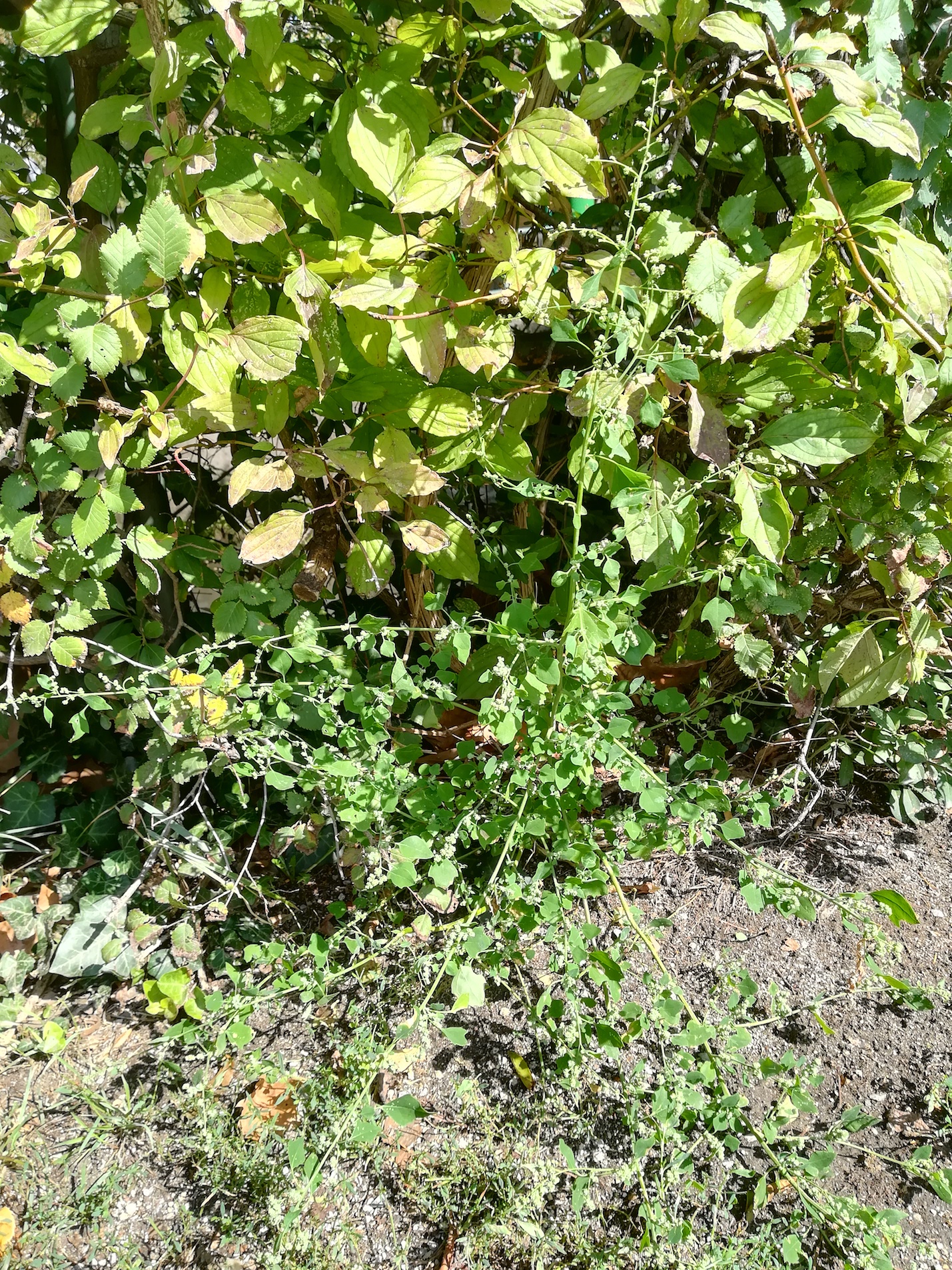 chenopodium opulifolium himberg_20180905_143116.jpg