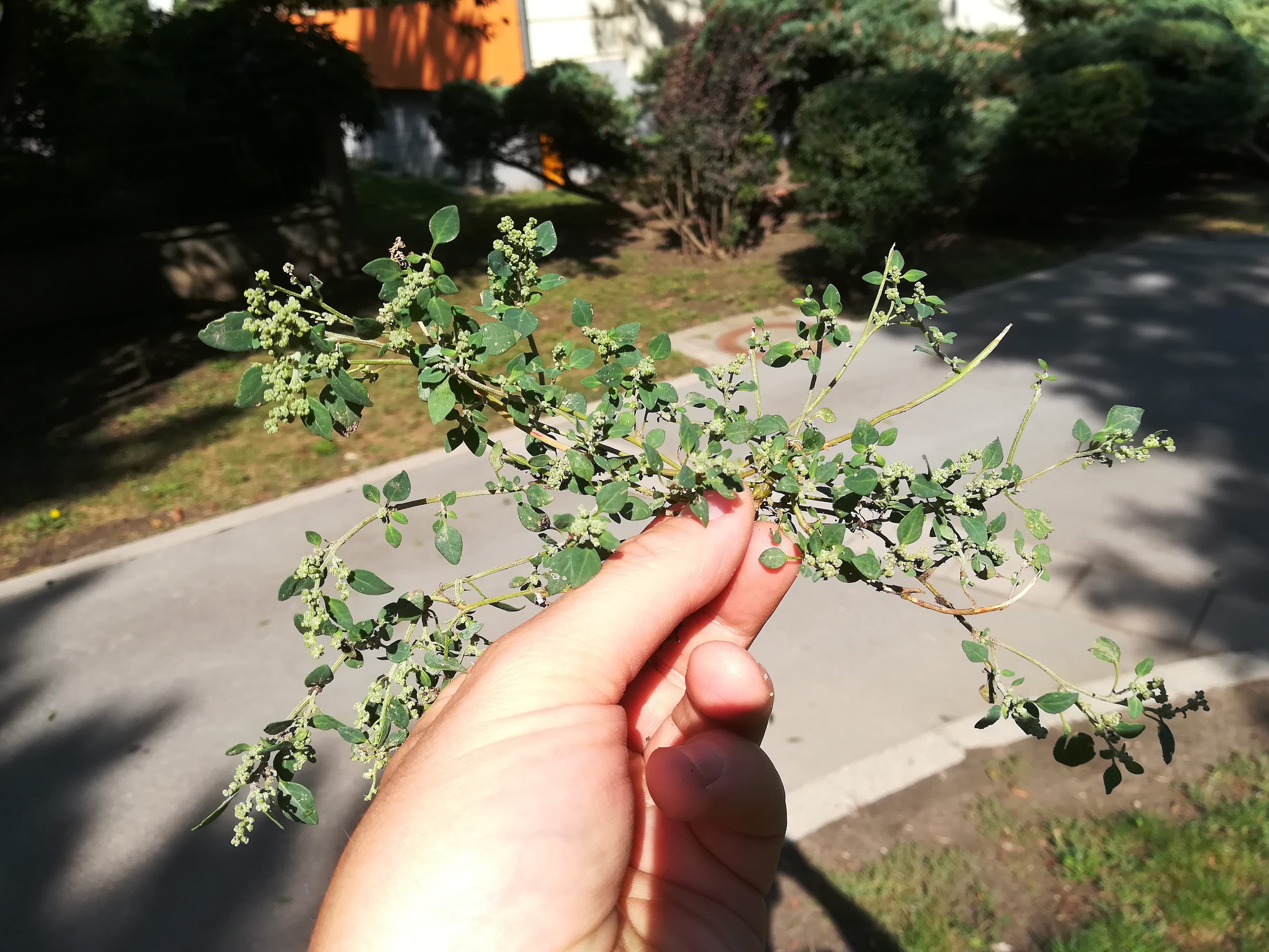 chenopodium vulvaria himberg_20180905_142448.jpg