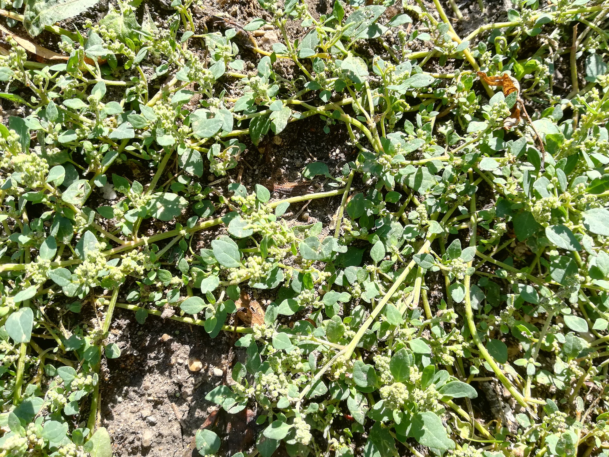 chenopodium vulvaria himberg_20180905_142402.jpg