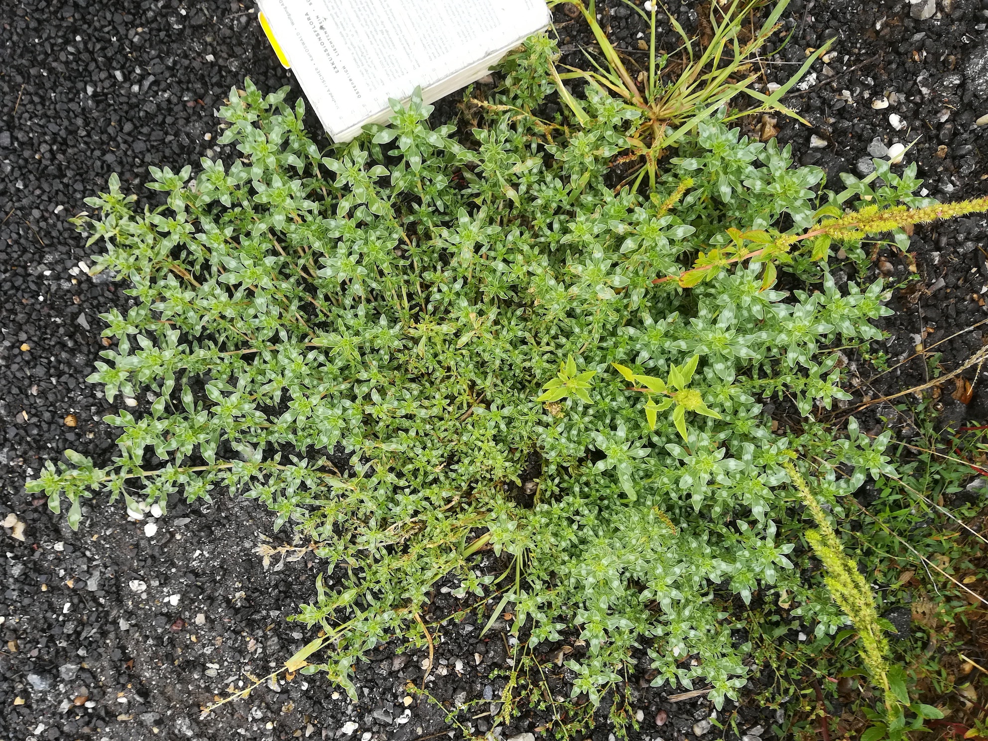 amaranthus blitoides var. reverchonii N bhf gramatneusiedl_20180903_150707.jpg