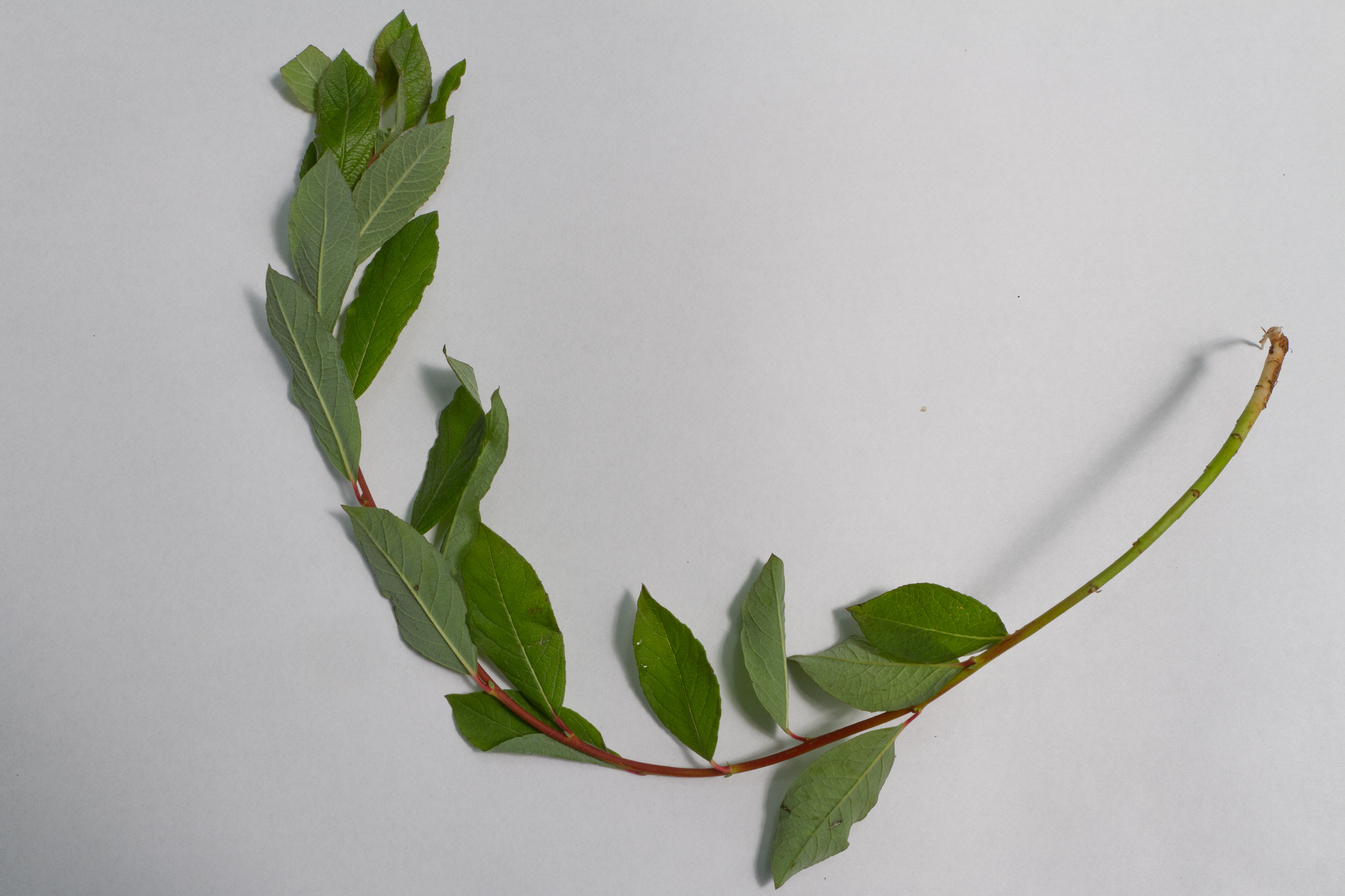 Salicaceae_Salix repens cf 1.jpg