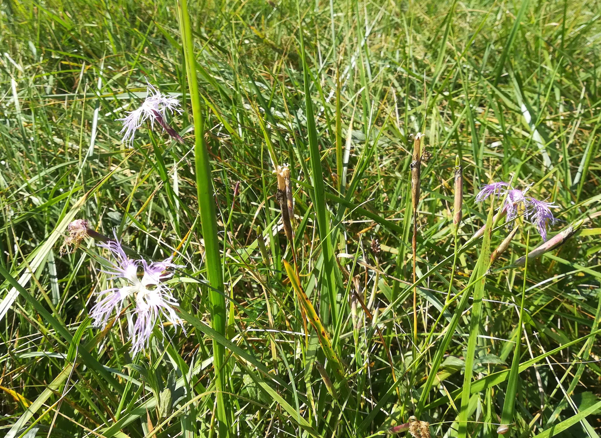 dianthus superbus subsp. superbus feuchtwiesen S himberg_20180908_150326.jpg