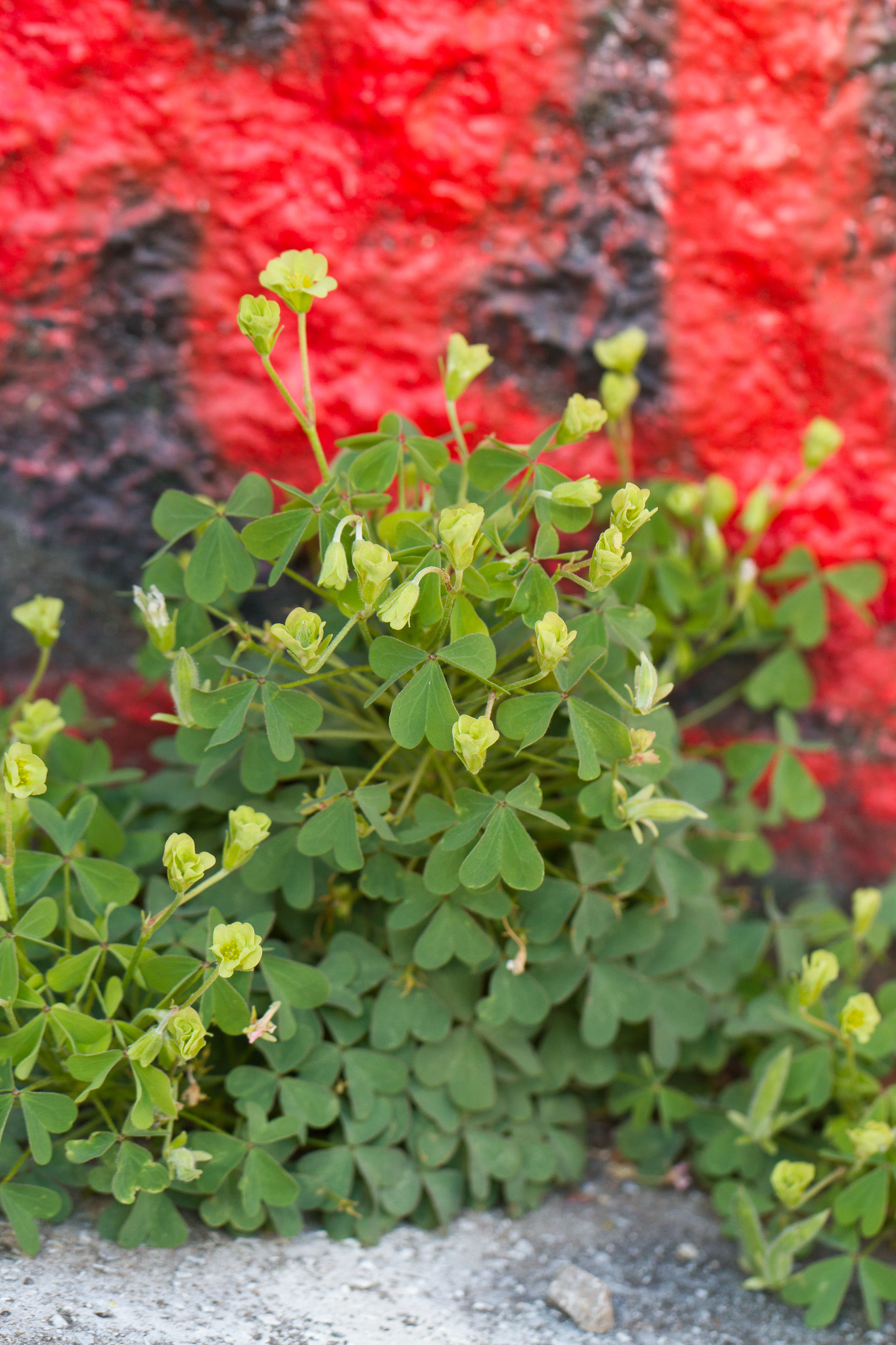 Oxalis grün 1.jpg