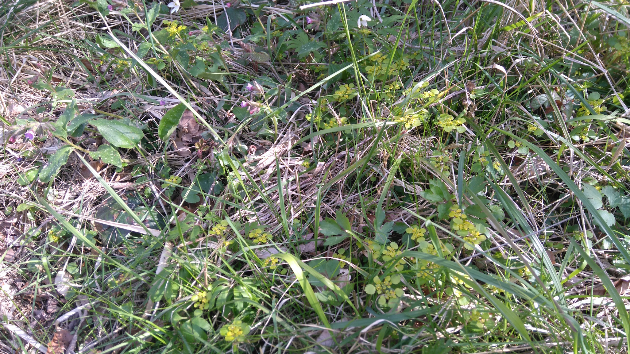 chrysosplenium alternifolium schutzengelberg_8254.JPG