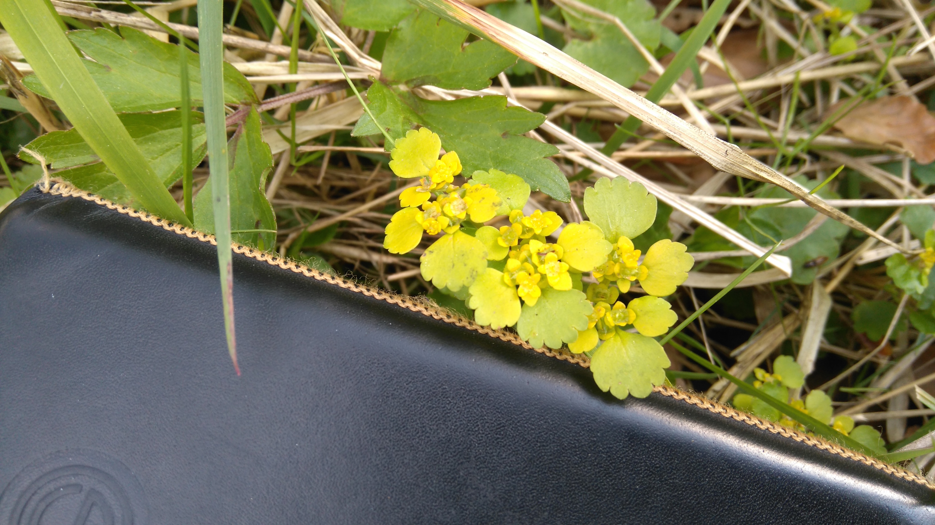 chrysosplenium alternifolium schutzengelberg_8256.JPG