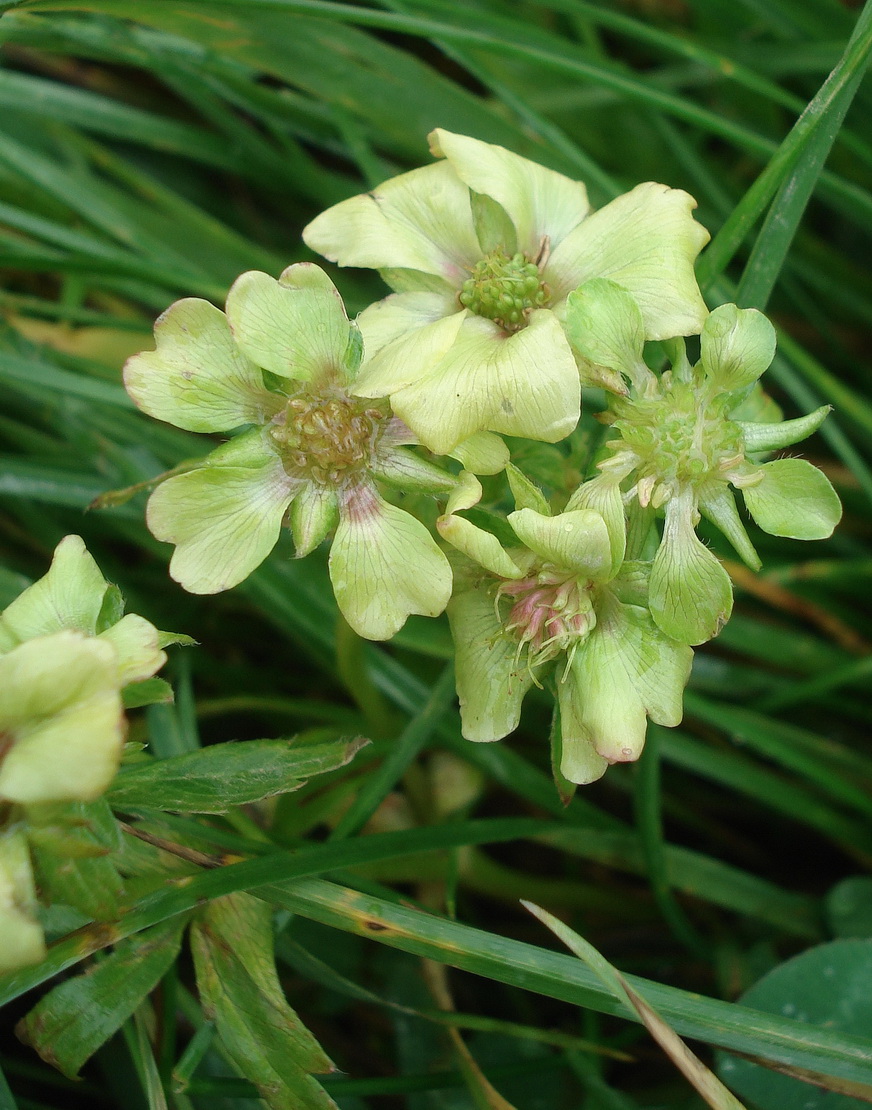 Potentilla.aurea.vergrünt.V-Damüls.Jägerstube.JPG