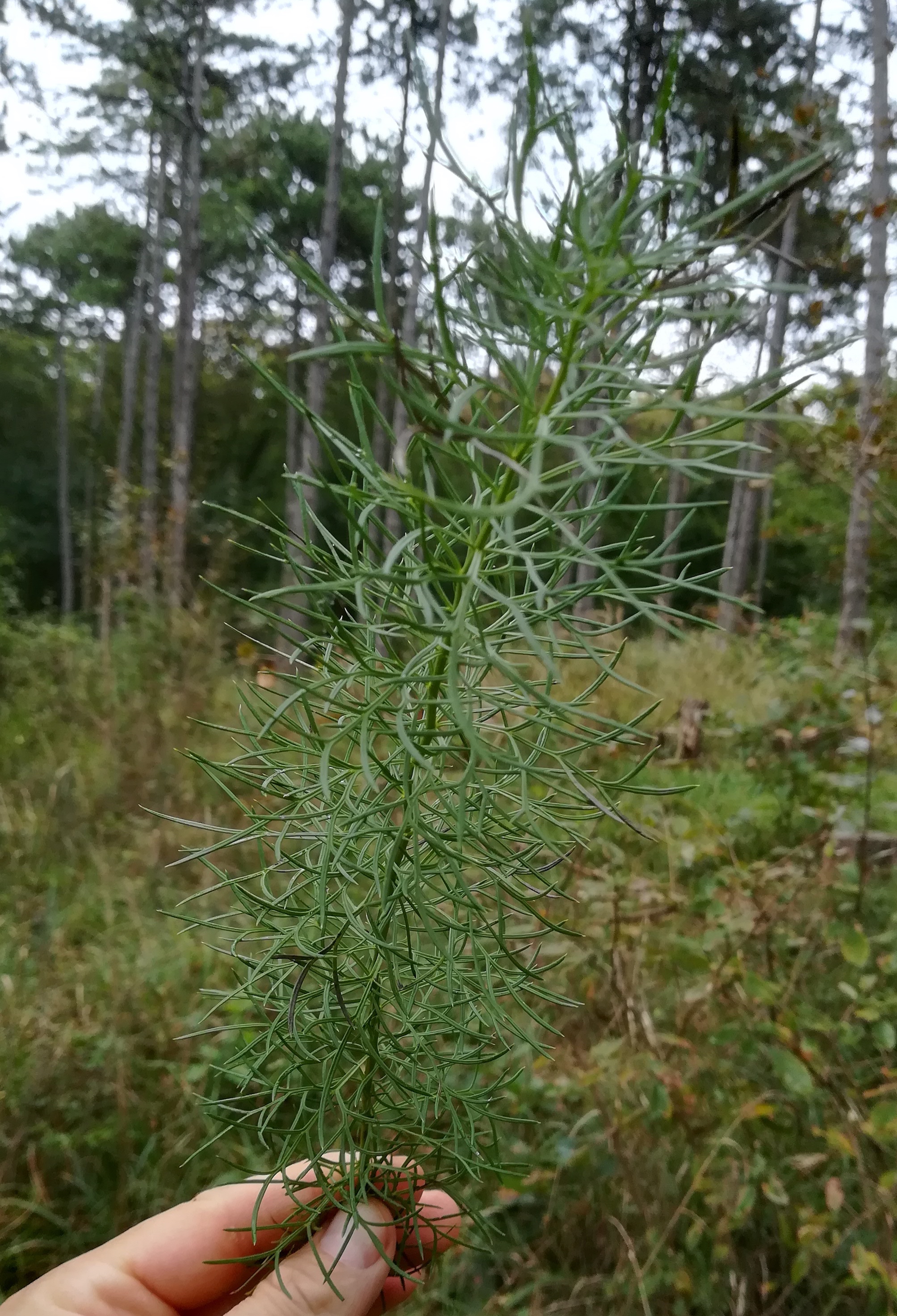 cf. senecio abrotanifolius hirtenberg_20180914_141228.jpg