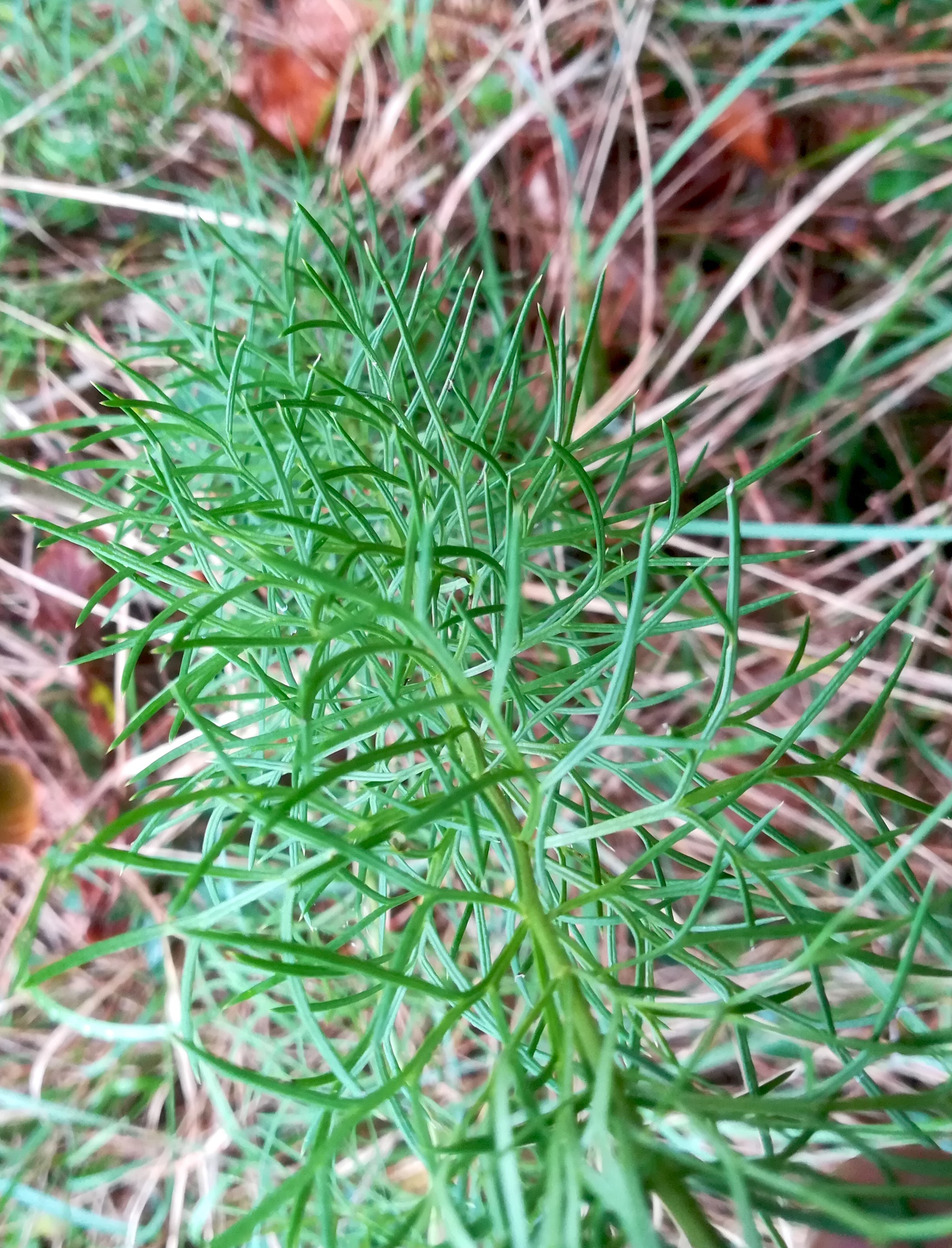 cf. senecio abrotanifolius hirtenberg_20180914_141155.jpg