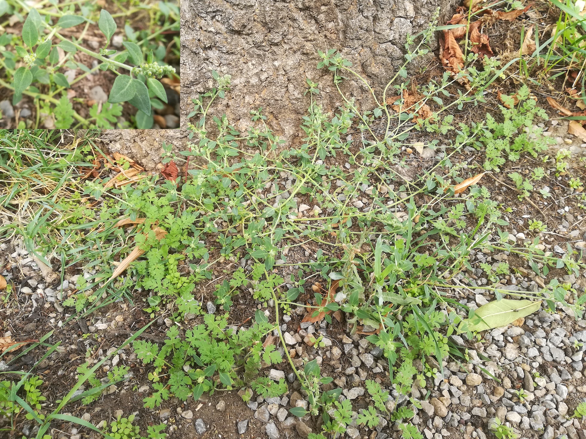chenopodium vulvaria spielplatz bhf kledering_20180916_130633.jpg