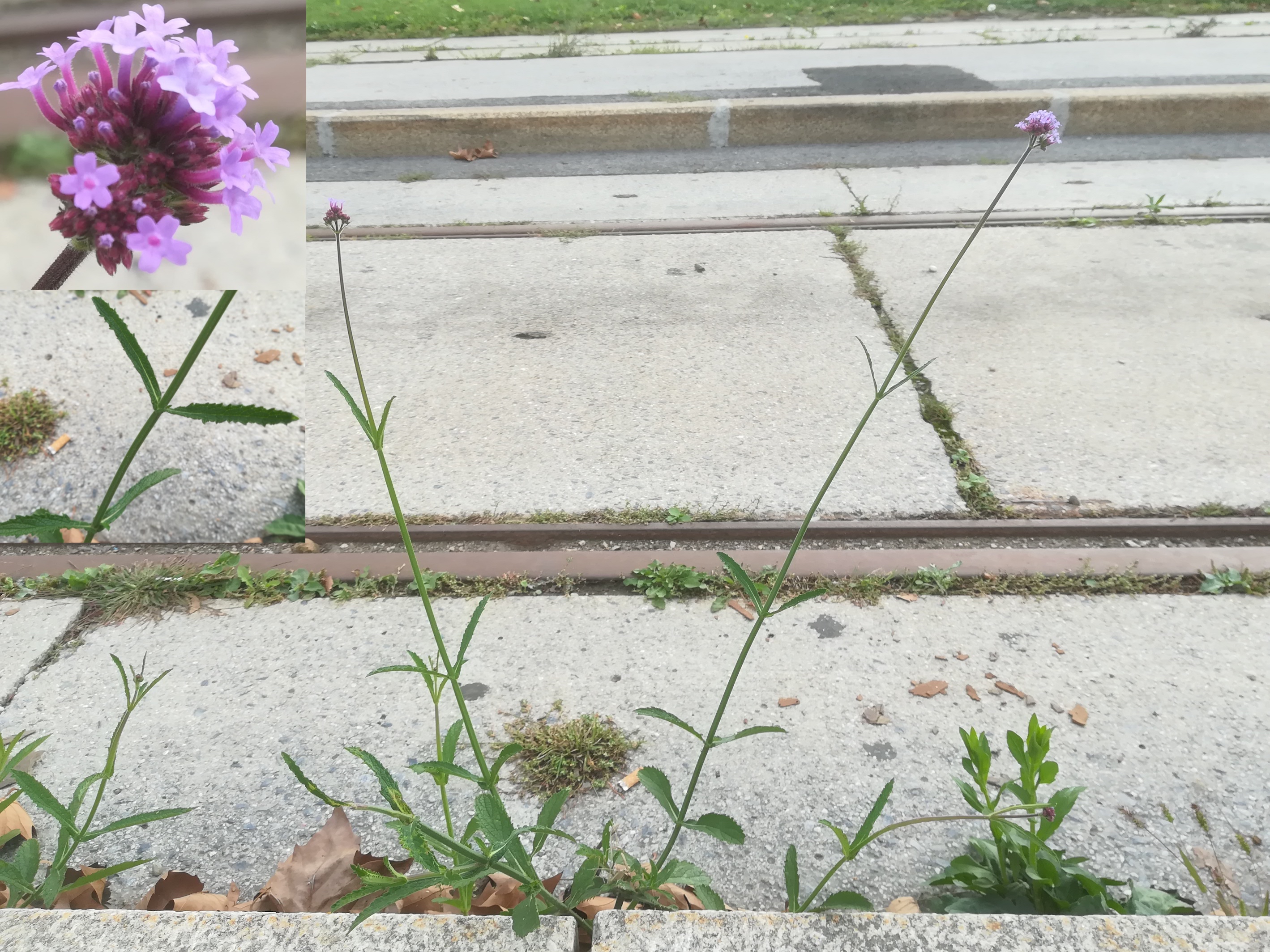 verbena bonariensis therme oberlaa_20180916_155010.jpg