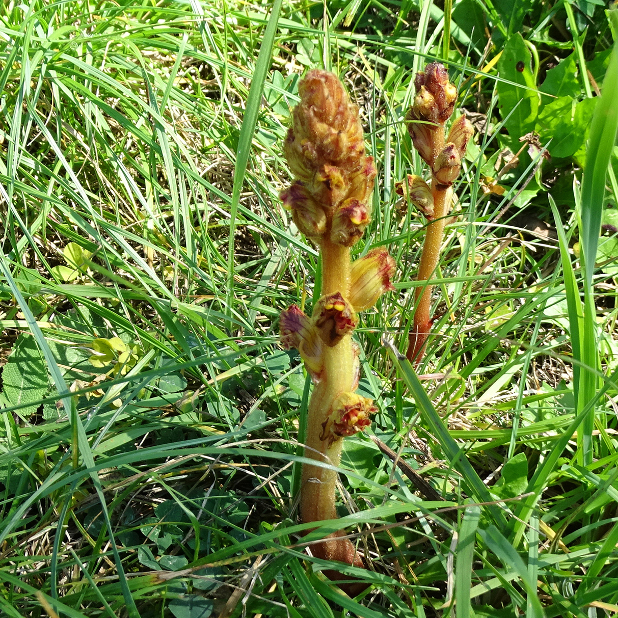 Orobanche gracilis_kaiblberg.jpg