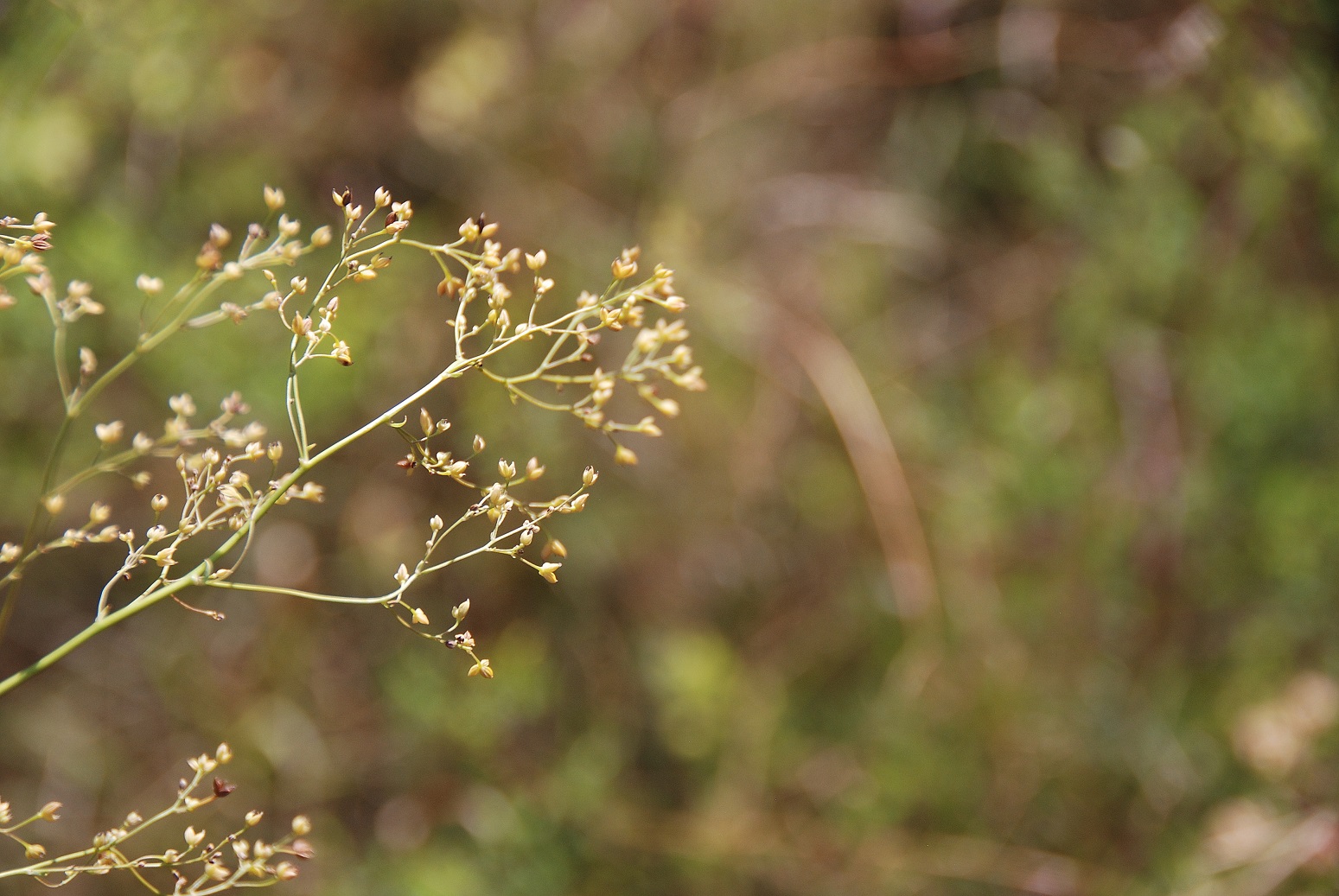 Siegendorf-27082018-(24) - Thalictrum.JPG