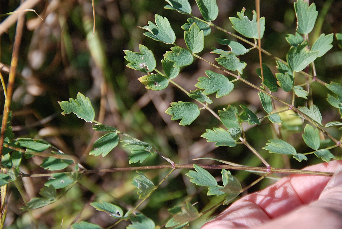 Siegendorf-27082018-(27) - Thalictrum.JPG