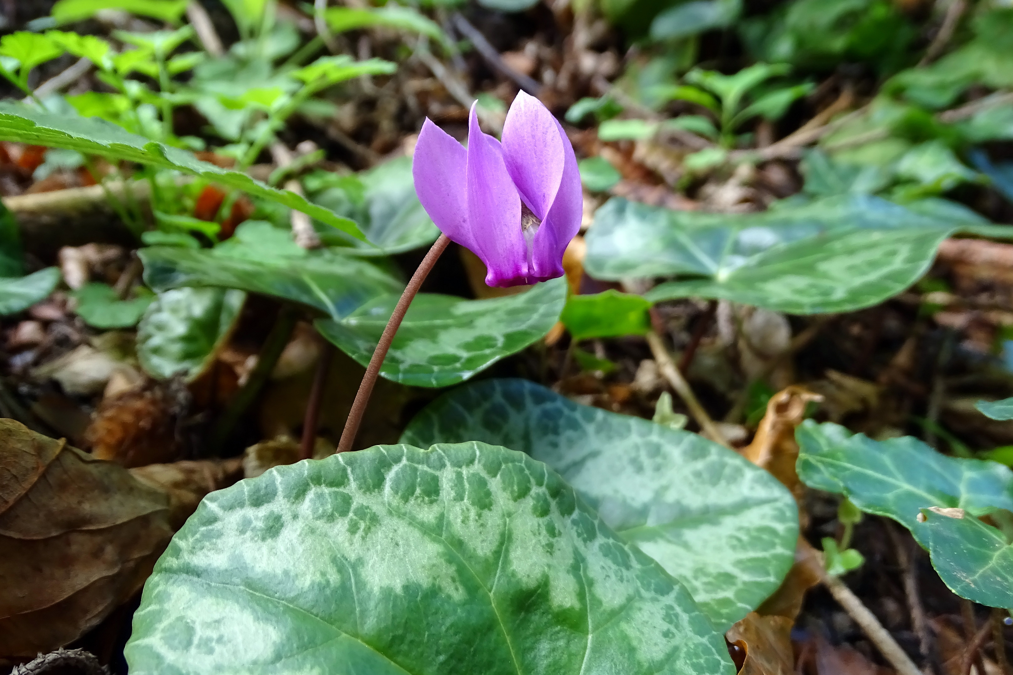 Cyclamen purpurascens_piberegg.jpg